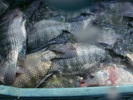 Pescaderia Junior image 7