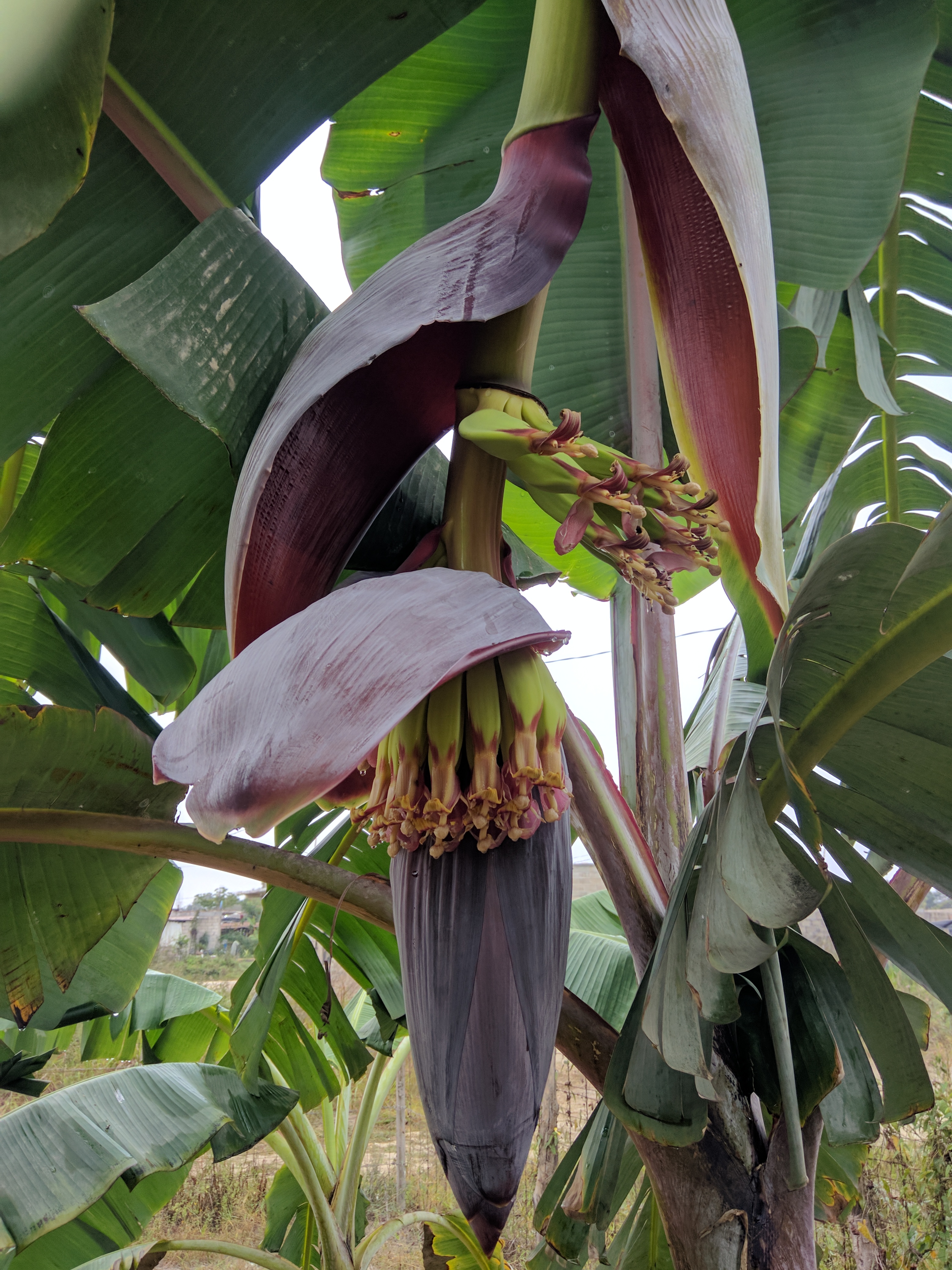 Ranchito El Paraíso image 3