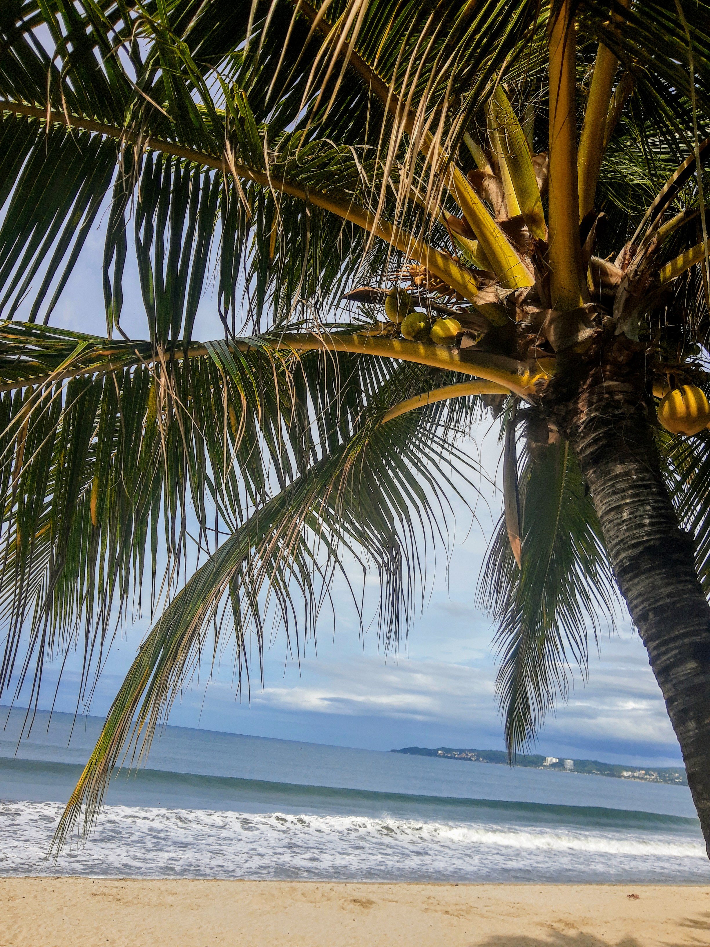 Tacos el gordo image 8