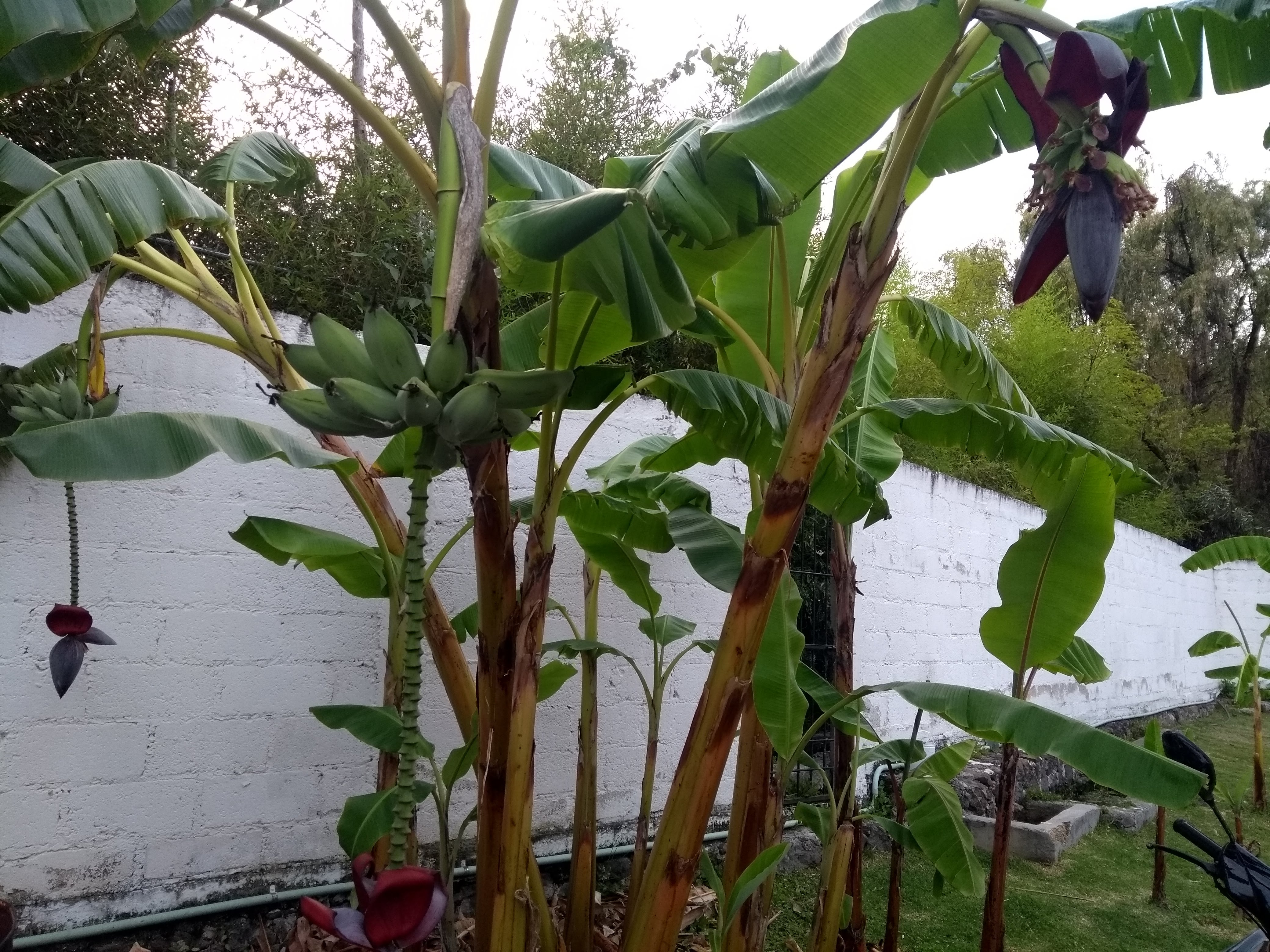 El Escarabajo image 9