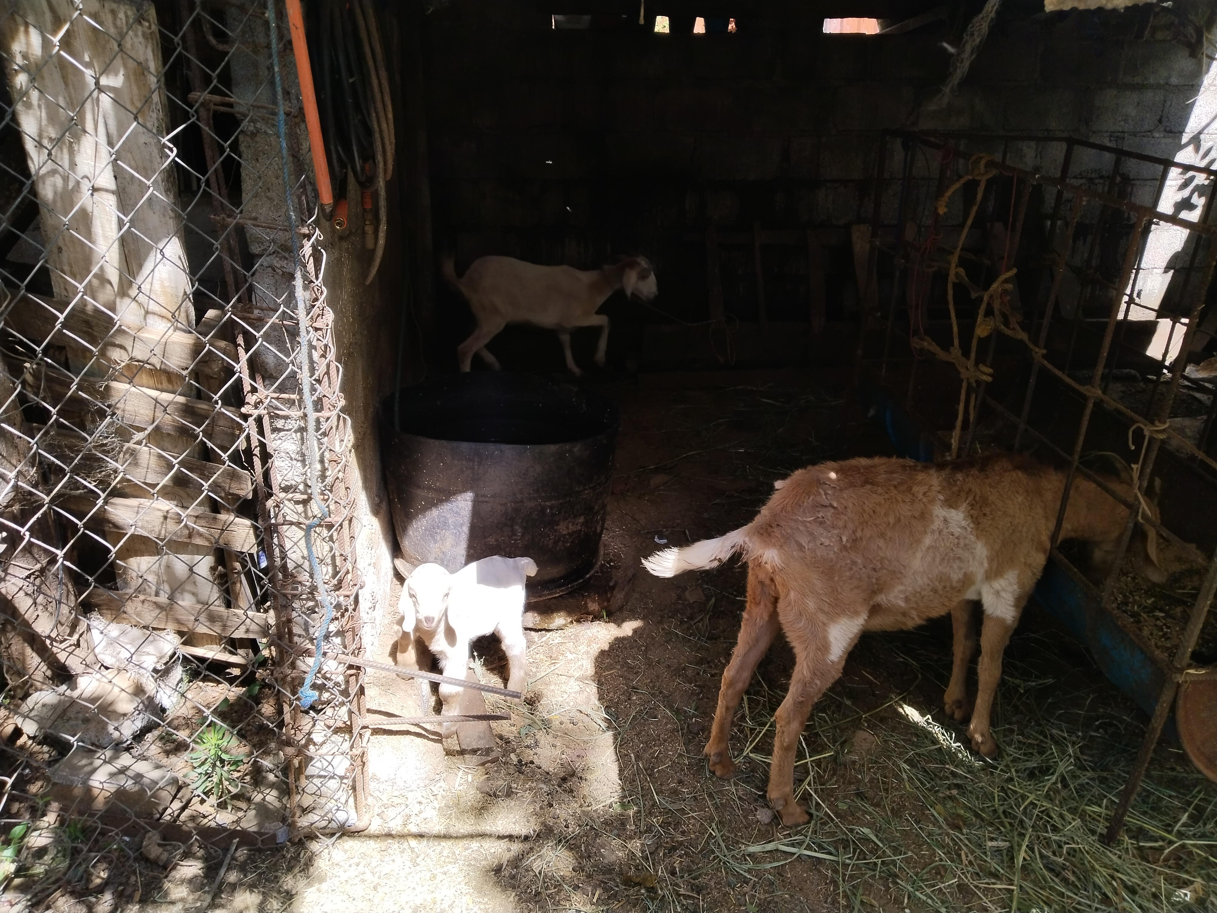 Birria El Güero image 5