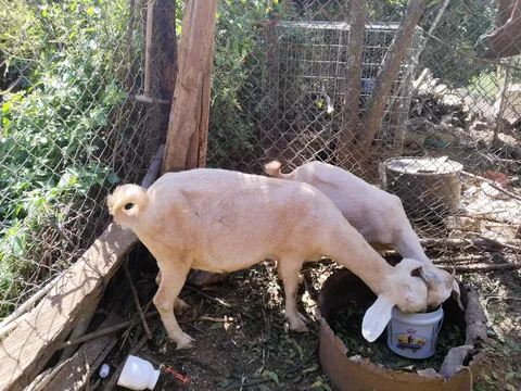 Birria El Güero image 6