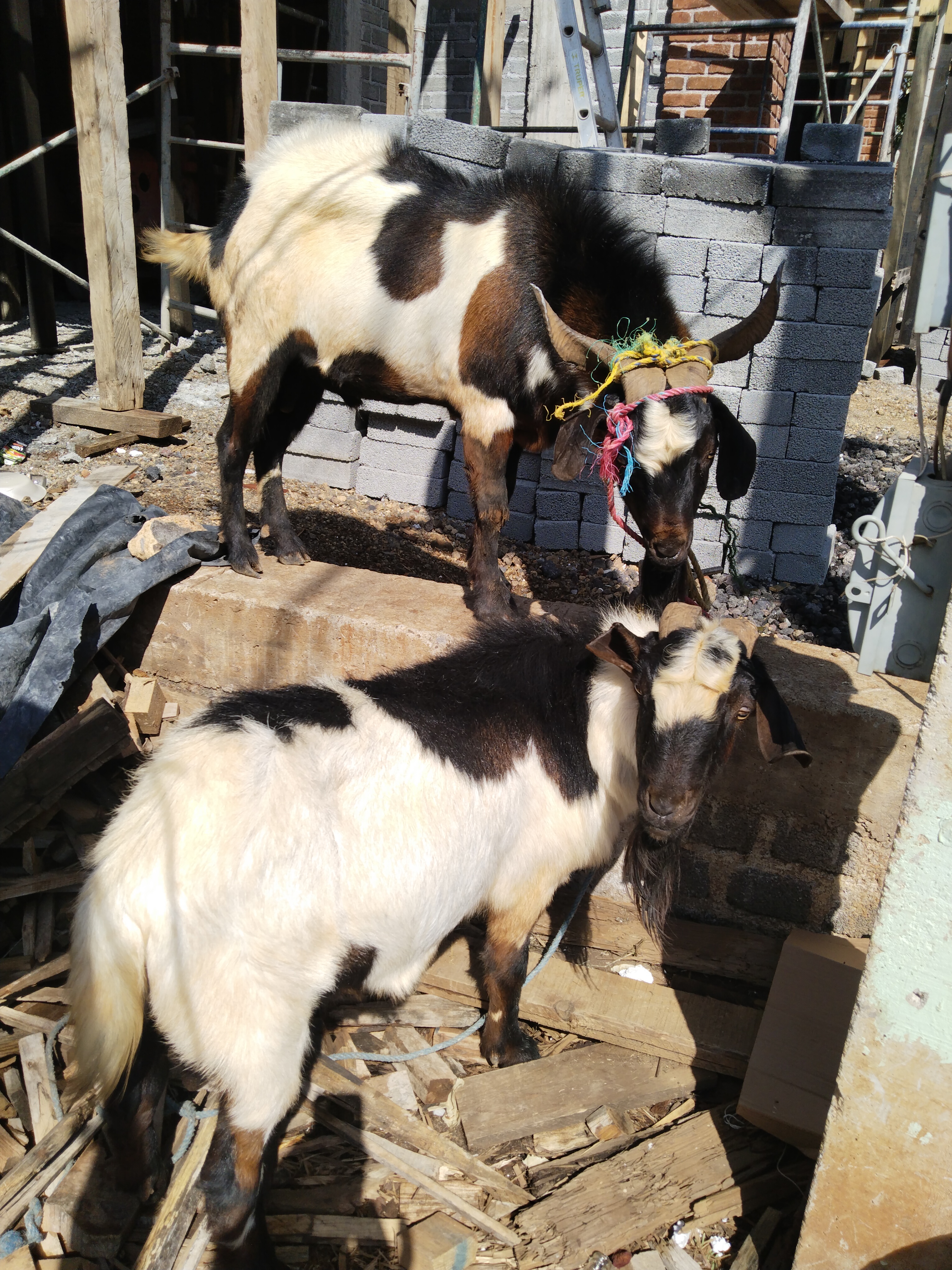 Birria El Güero image 7