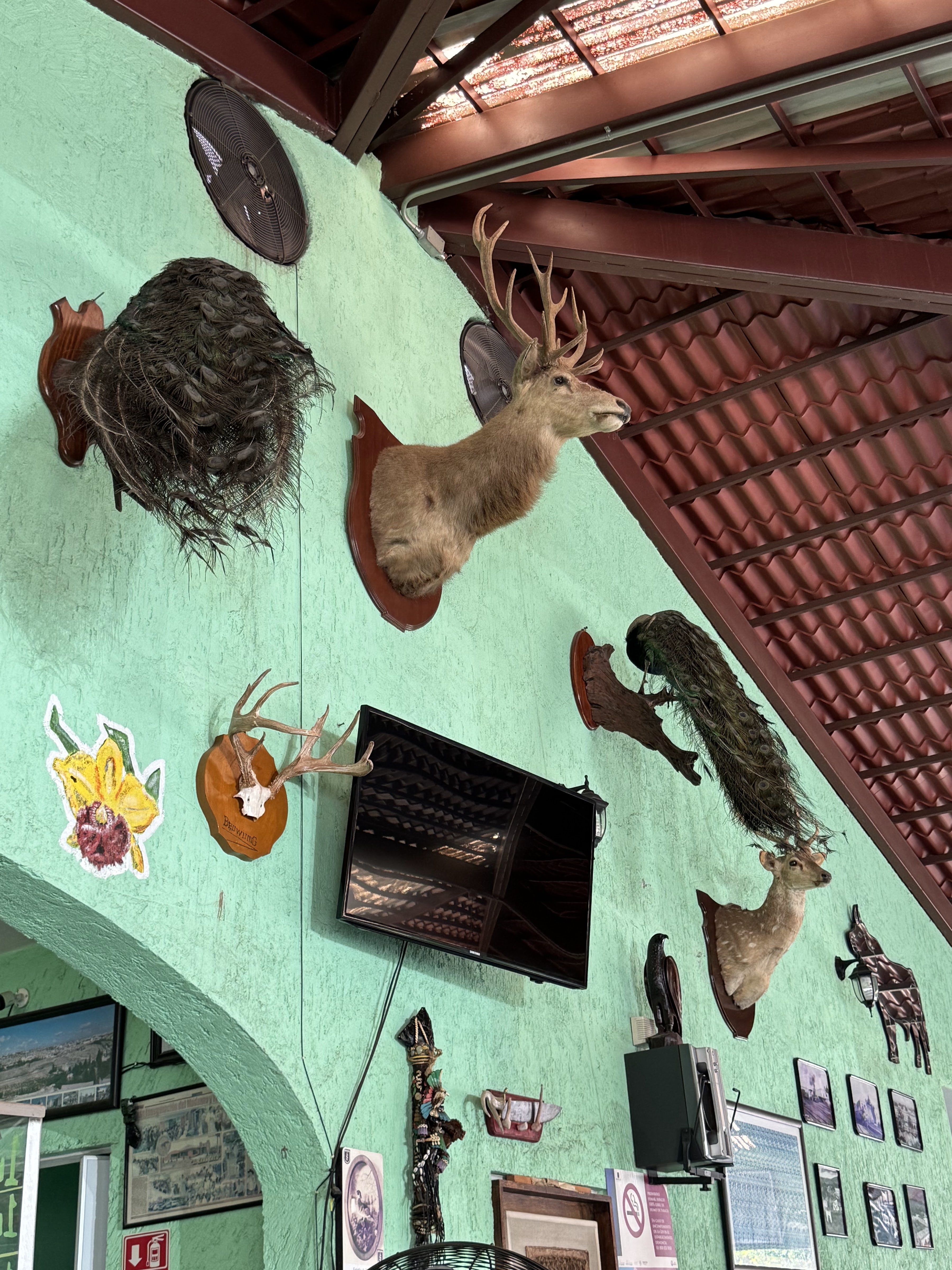 El Nuevo gran Taco image 10