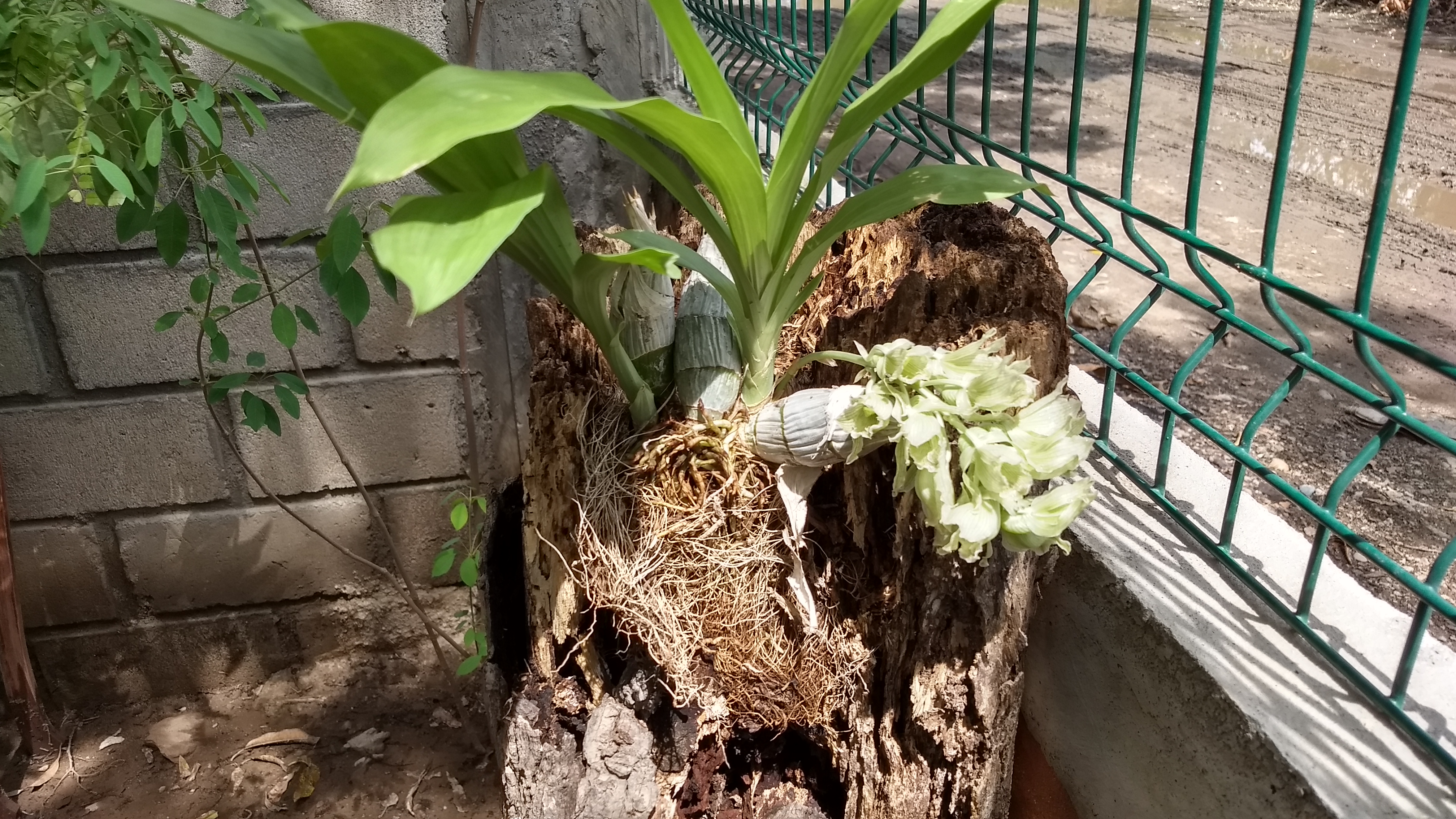 Barbacoas El Amigo Chicho image 1