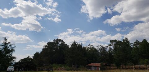 Los pavos image 8