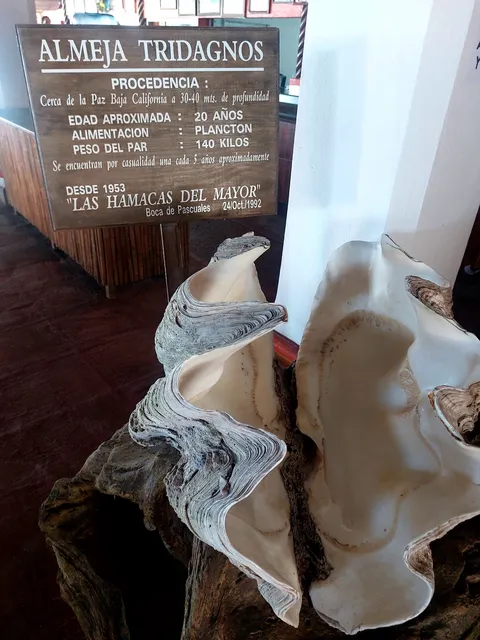 Las Hamacas Del Mayor, S.A. De C.V. image 6
