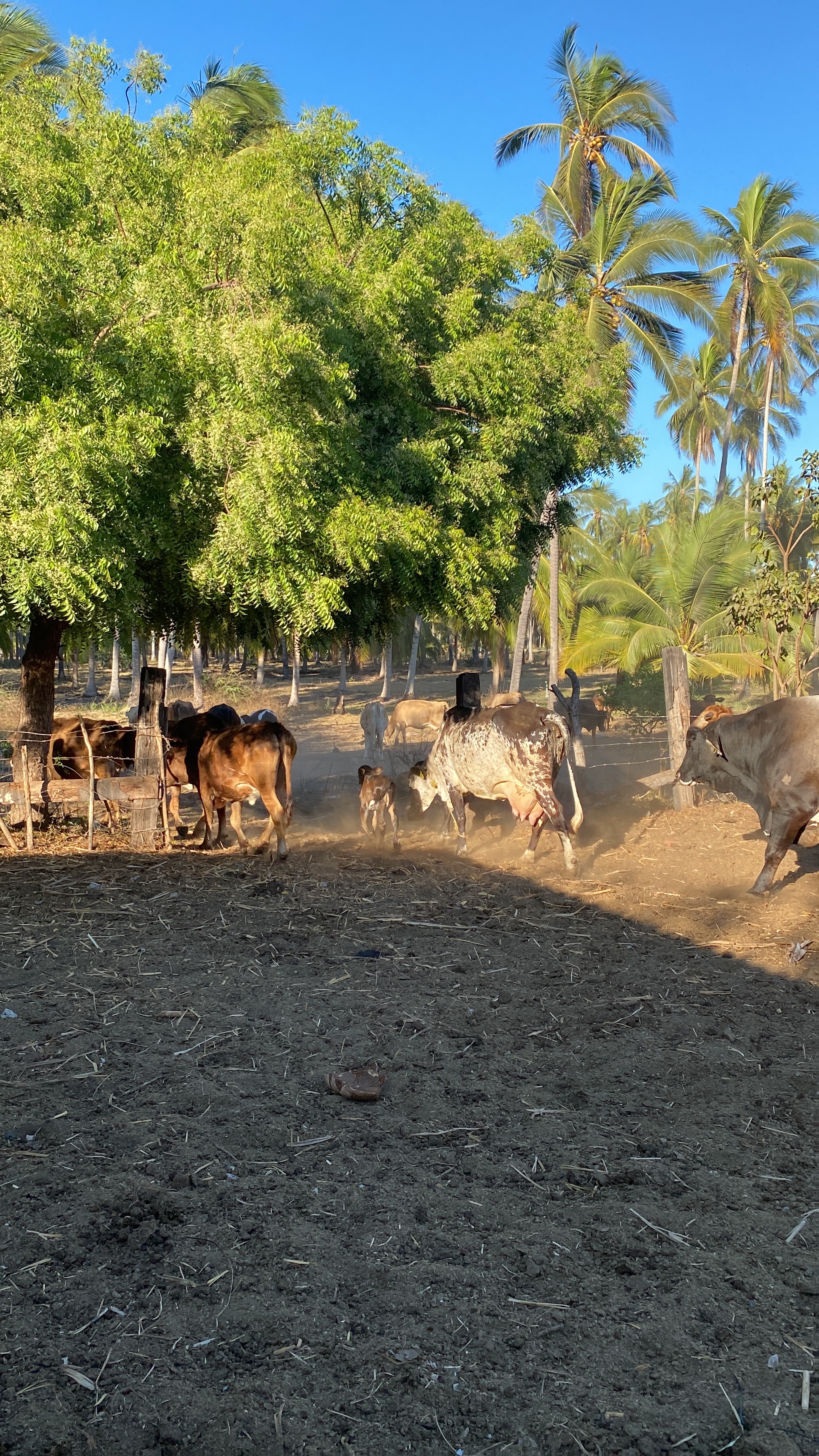 Ventura's Ranch image 4