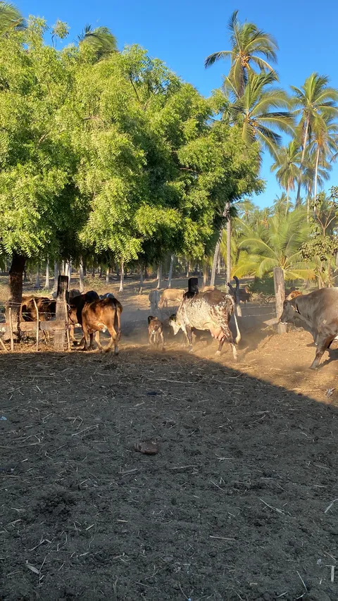 Ventura's Ranch image 4