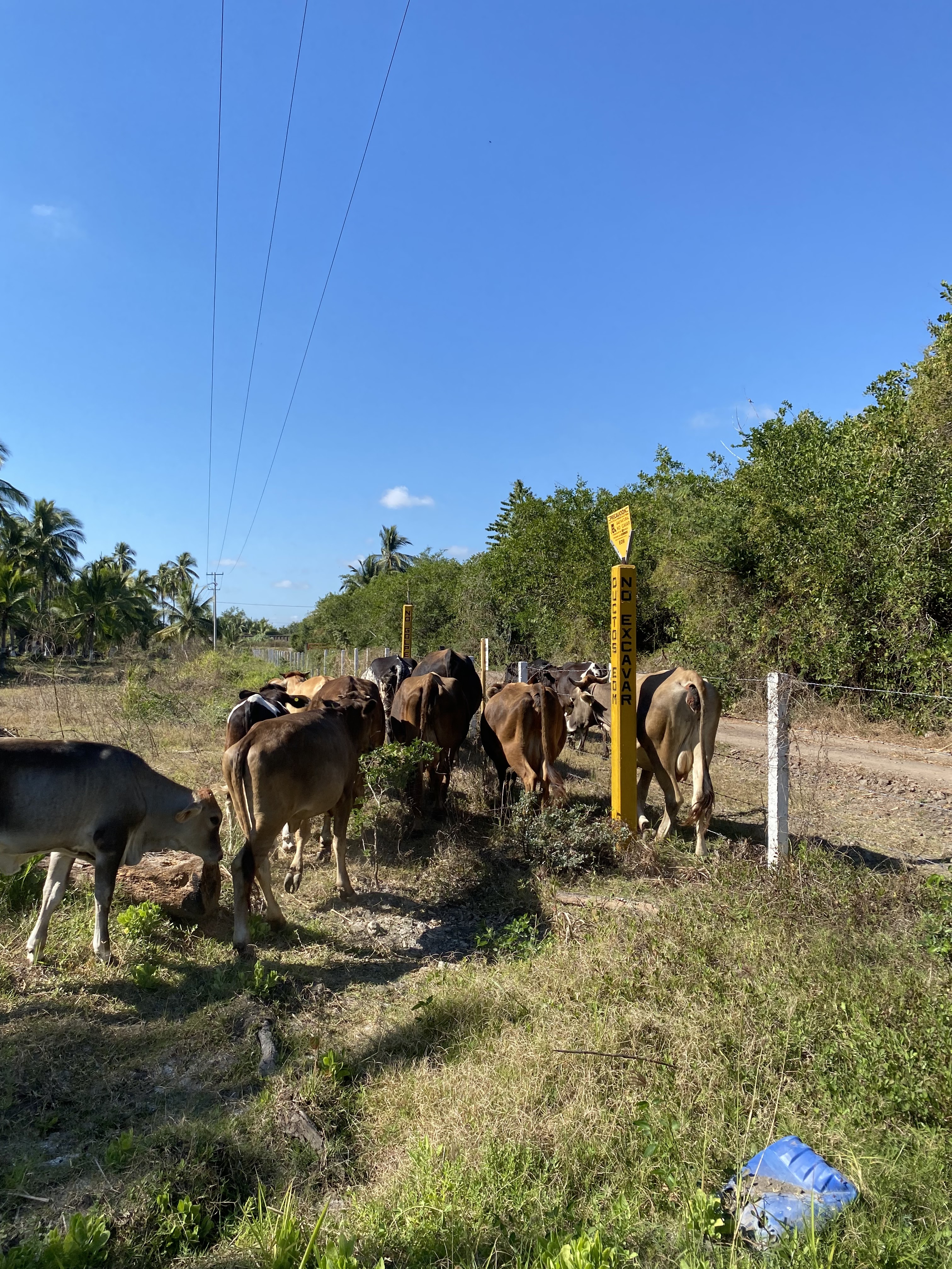 Ventura's Ranch image 5
