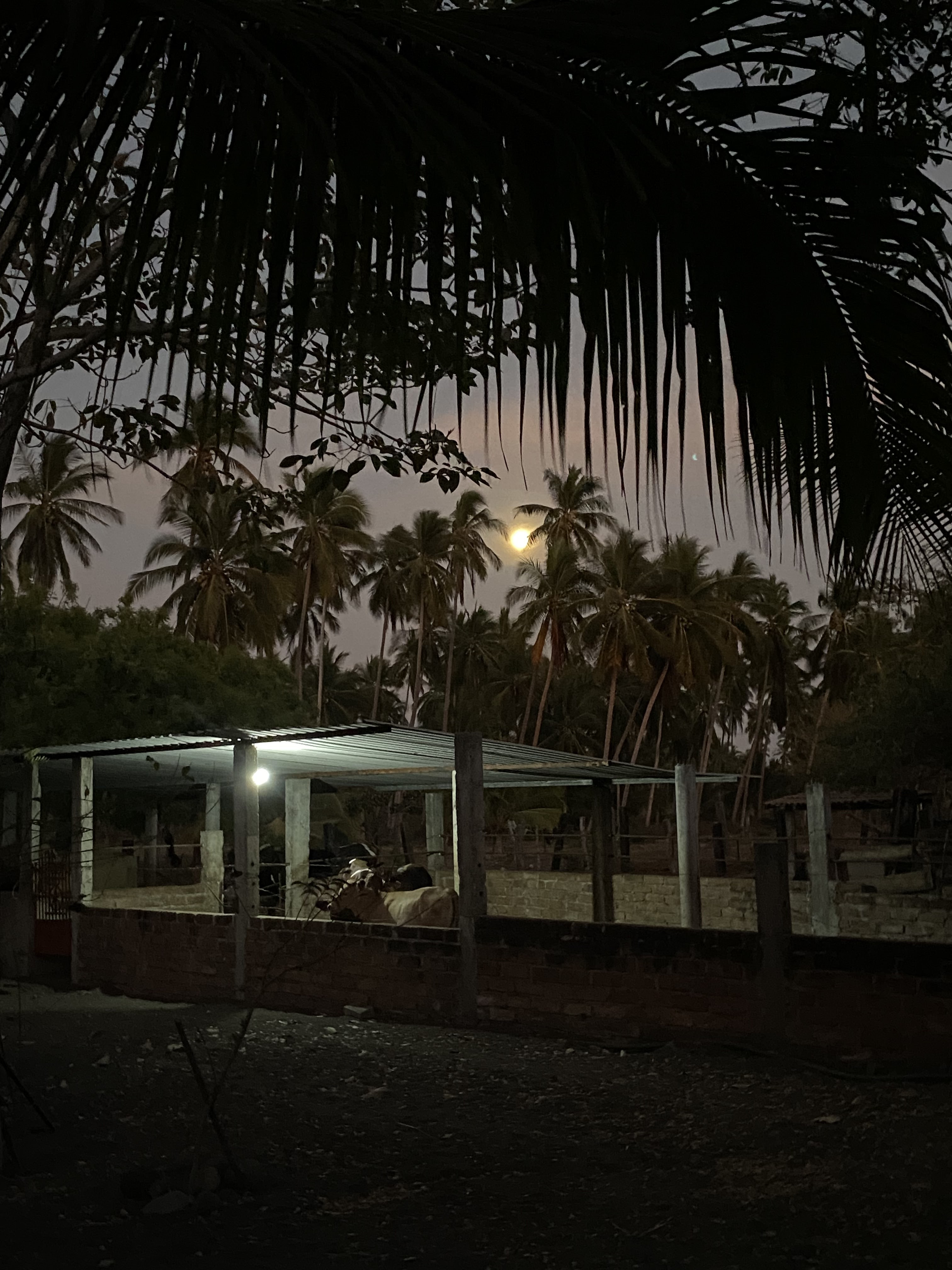 Ventura's Ranch image 9