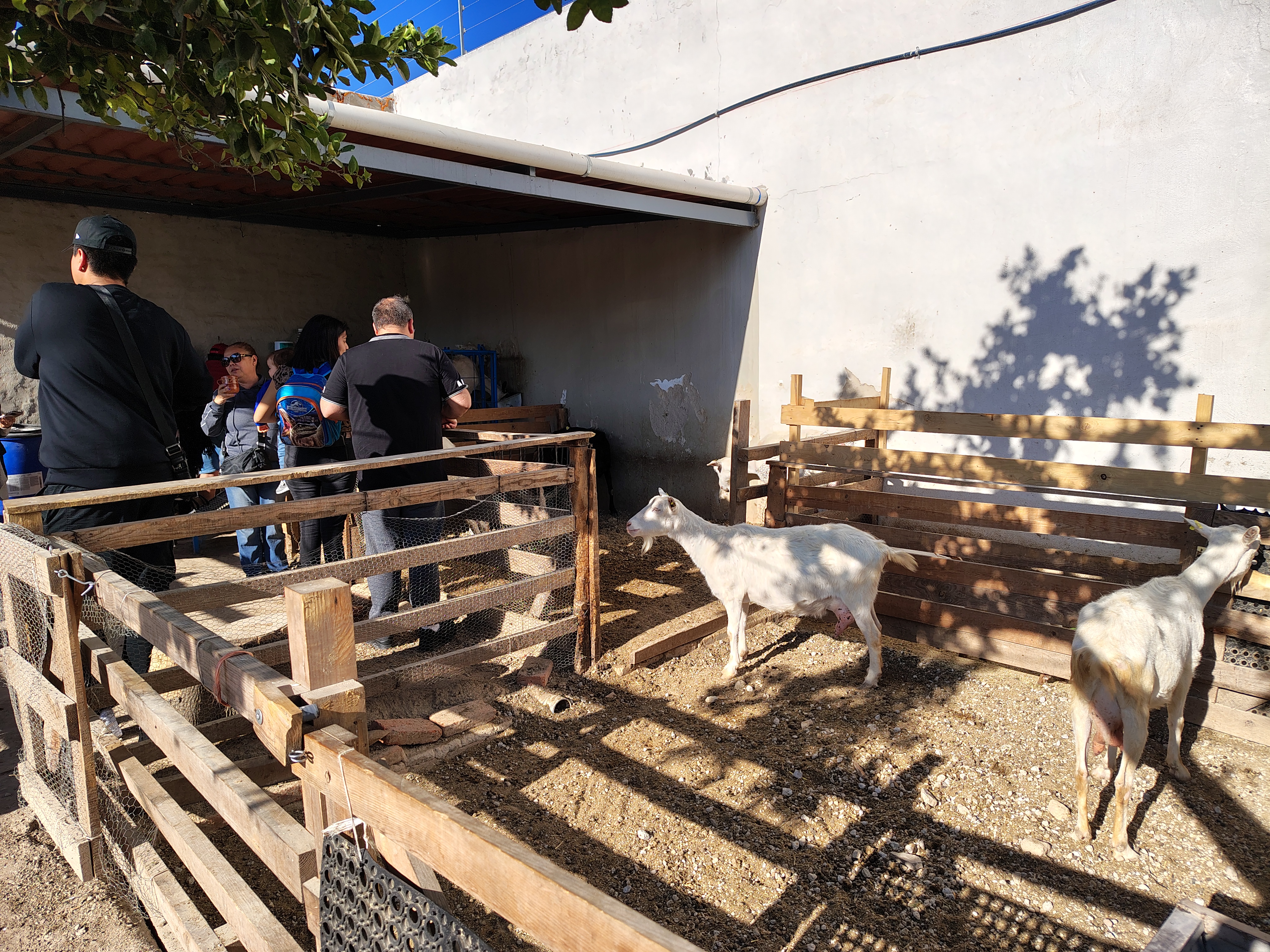 Mamá Licho image 10