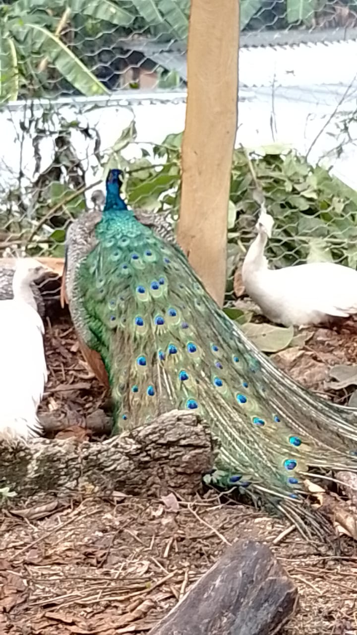 COMEDOR JUQUILITA image 5