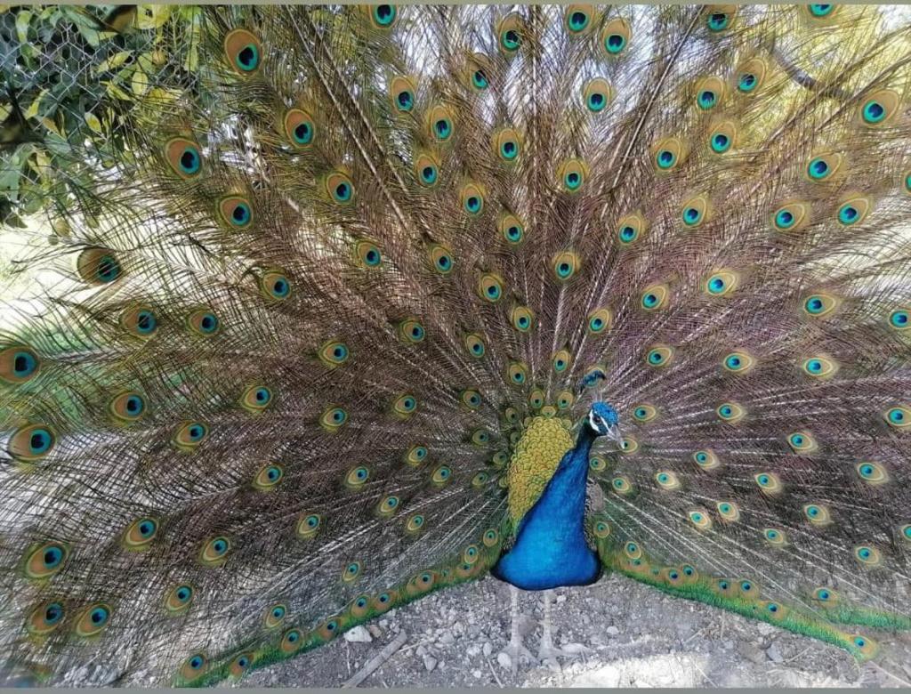 COMEDOR JUQUILITA image 9