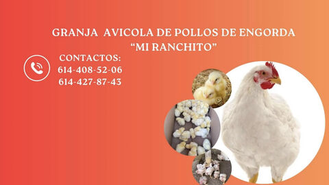 Mi ranchito “Chicken Farm” image 1