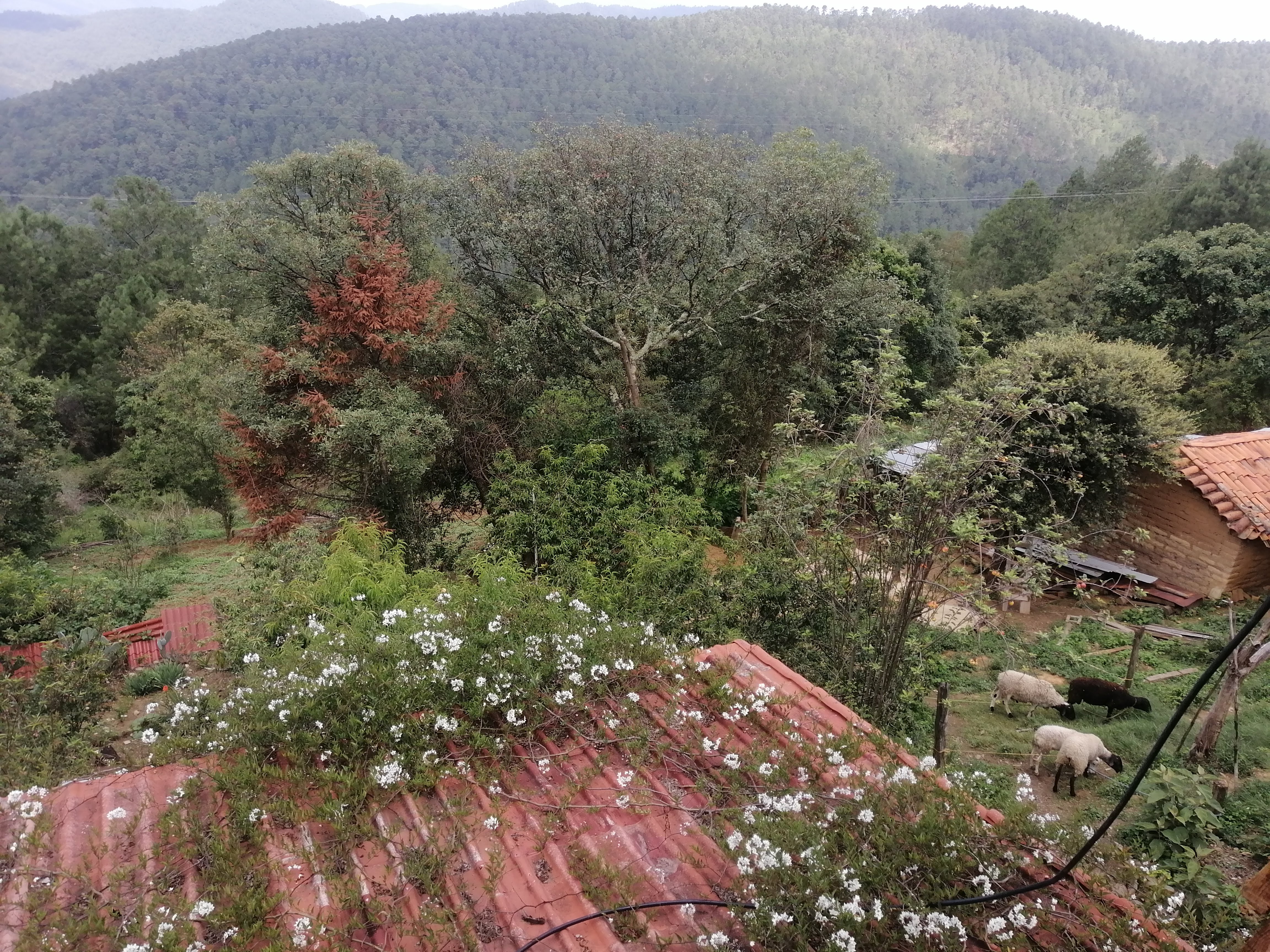 La Barbachería image 7