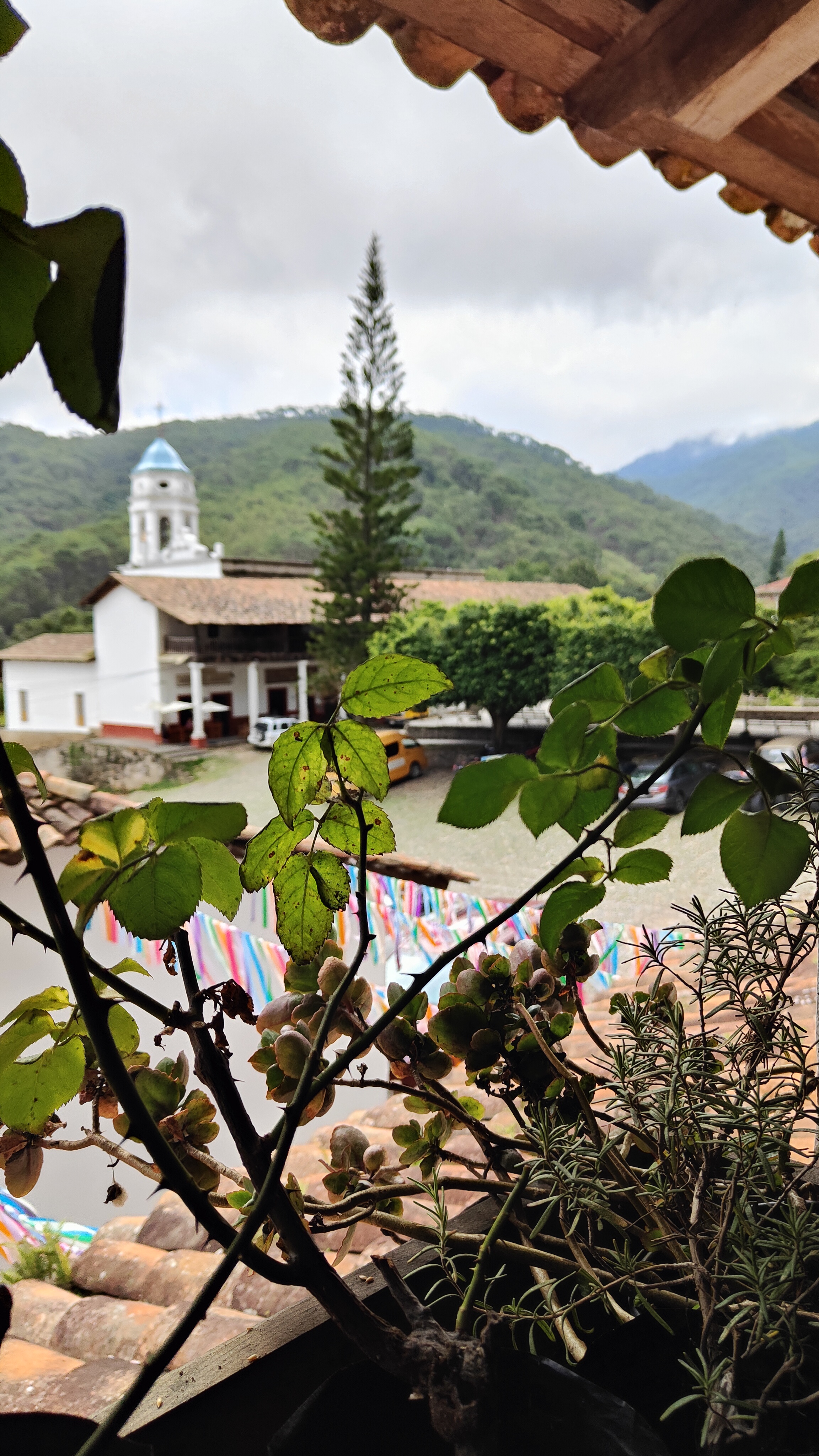 La flor de café image 4