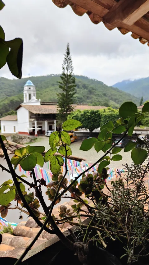 La flor de café image 4