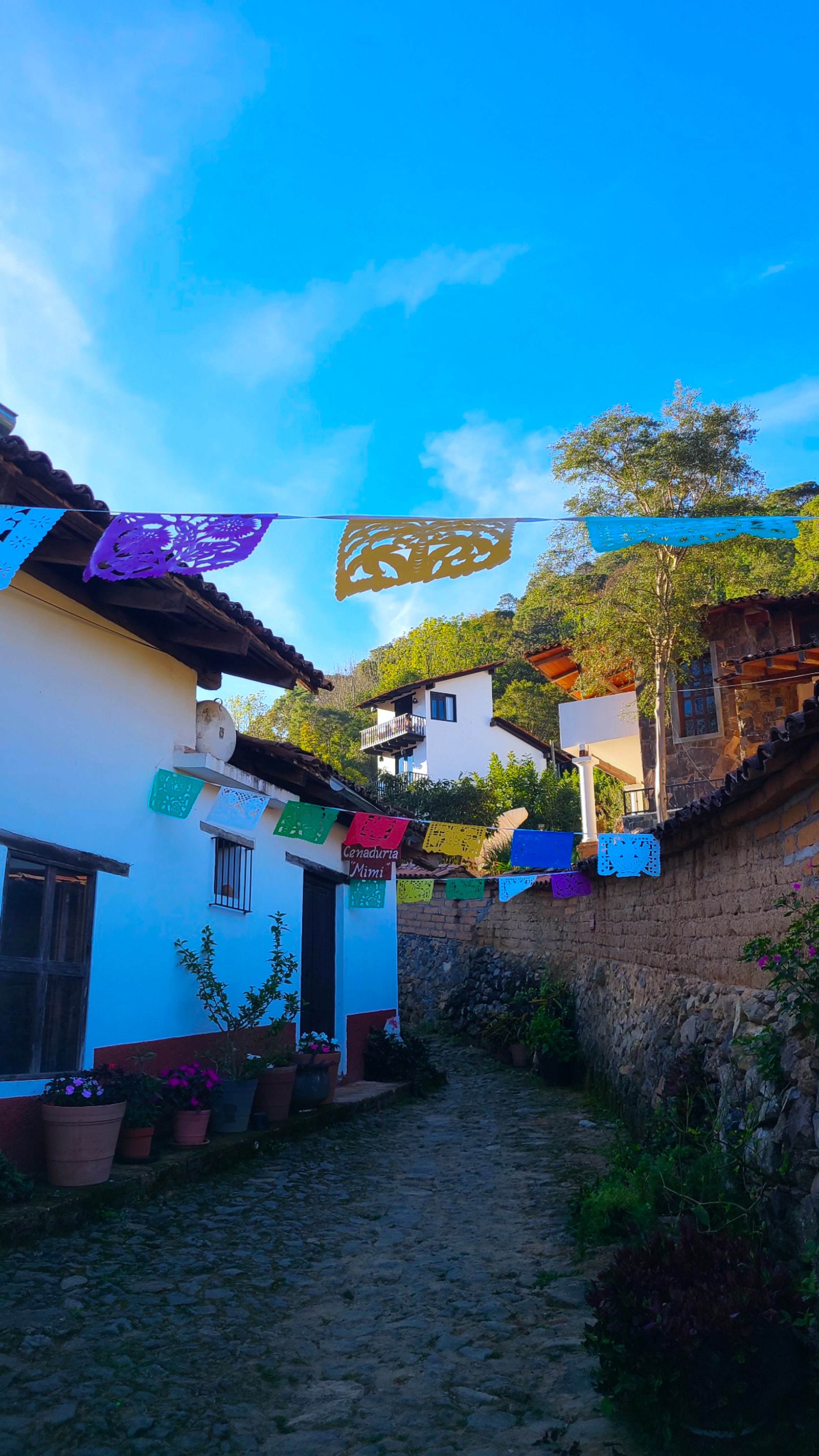 La flor de café image 7