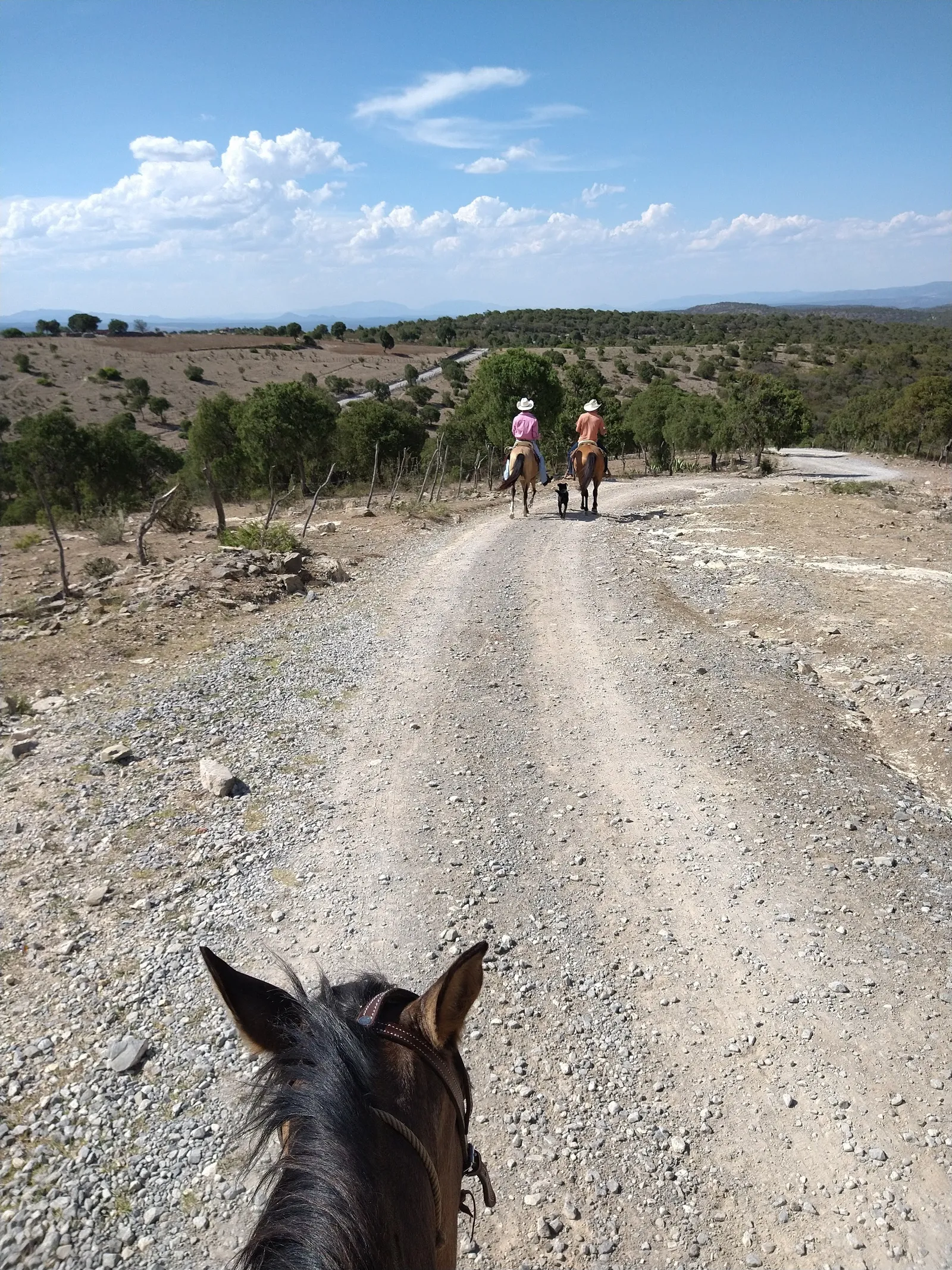 Las Cruces image 8