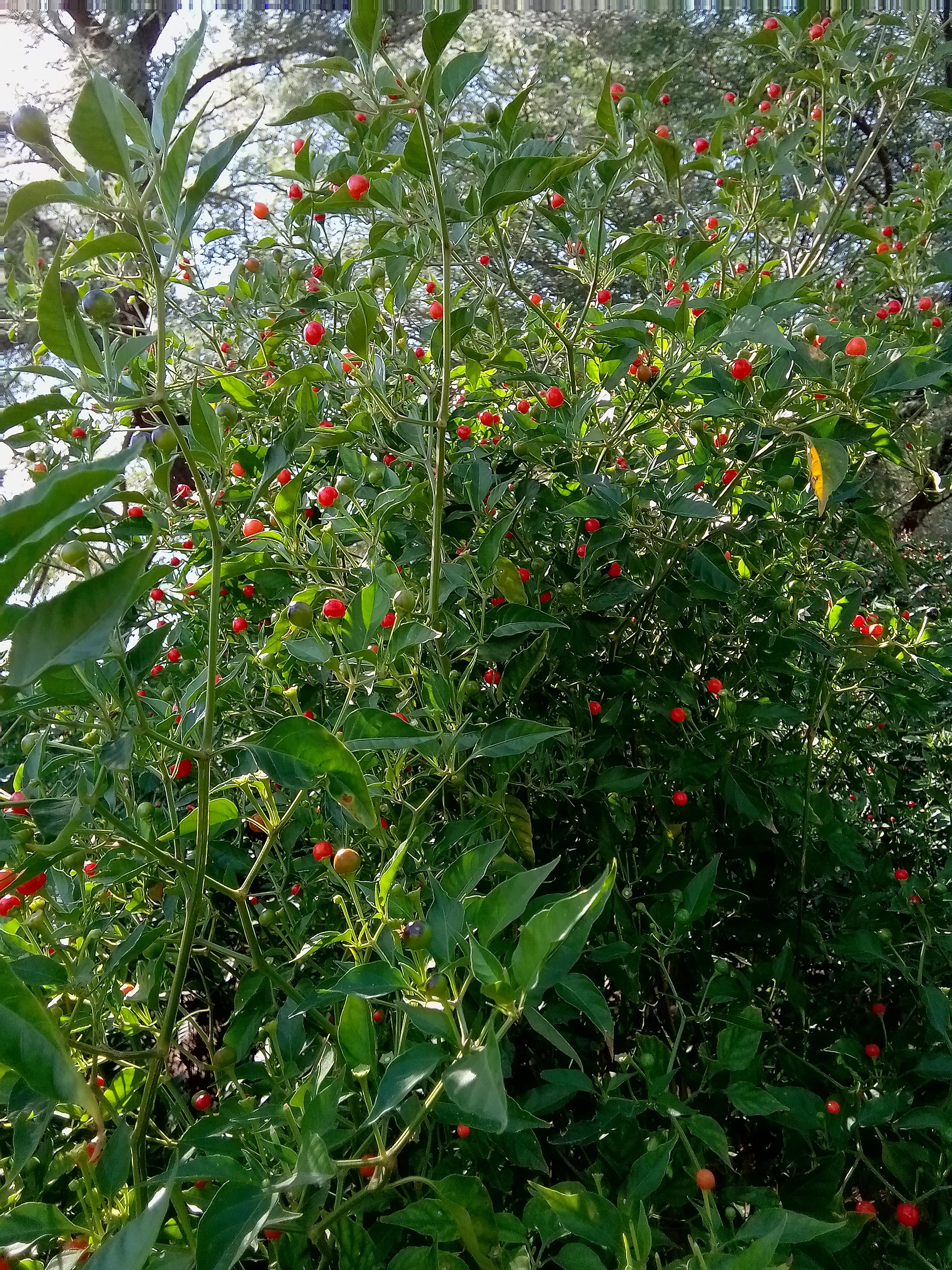 La chiltipinera image 2