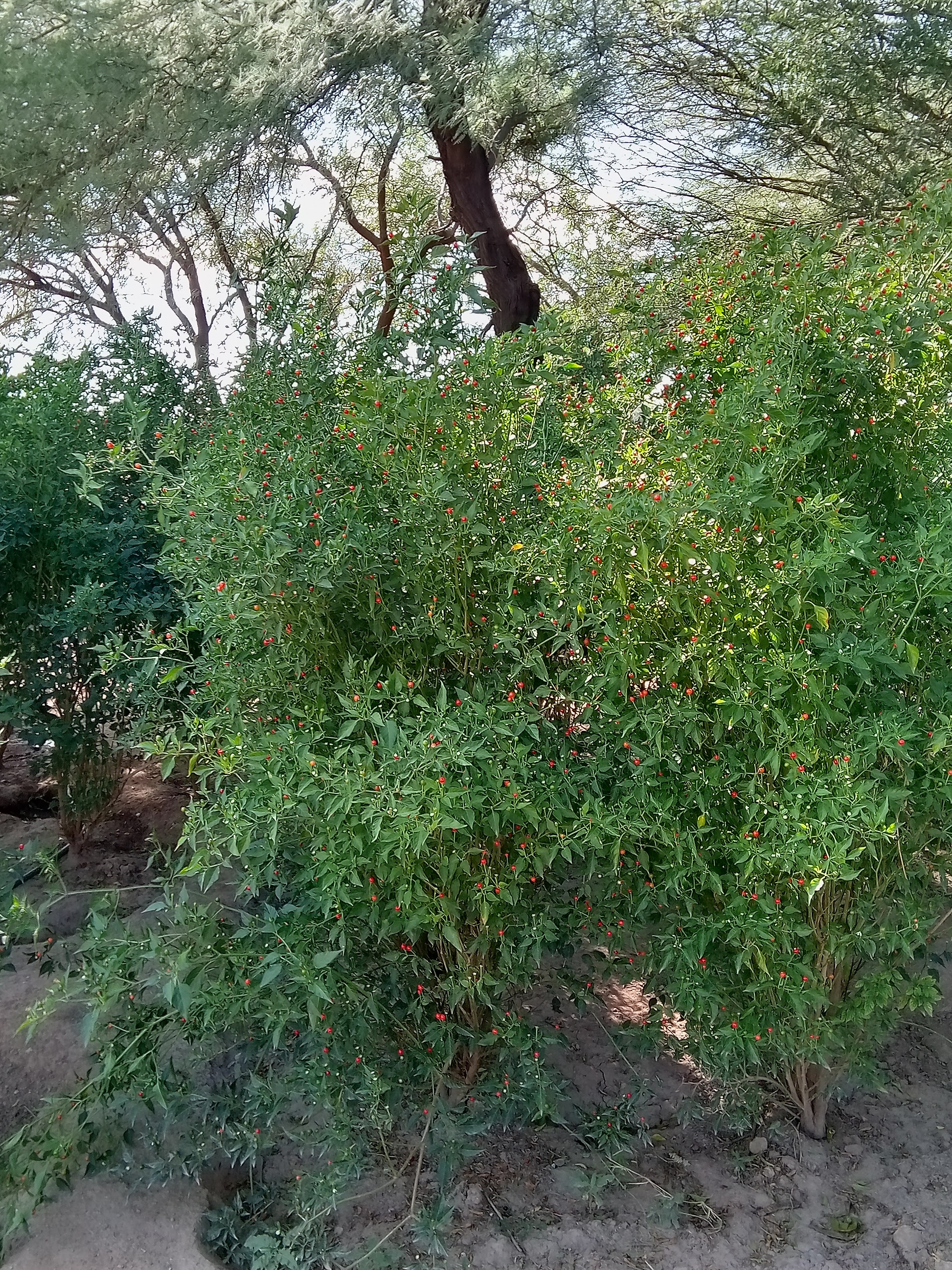 La chiltipinera image 3