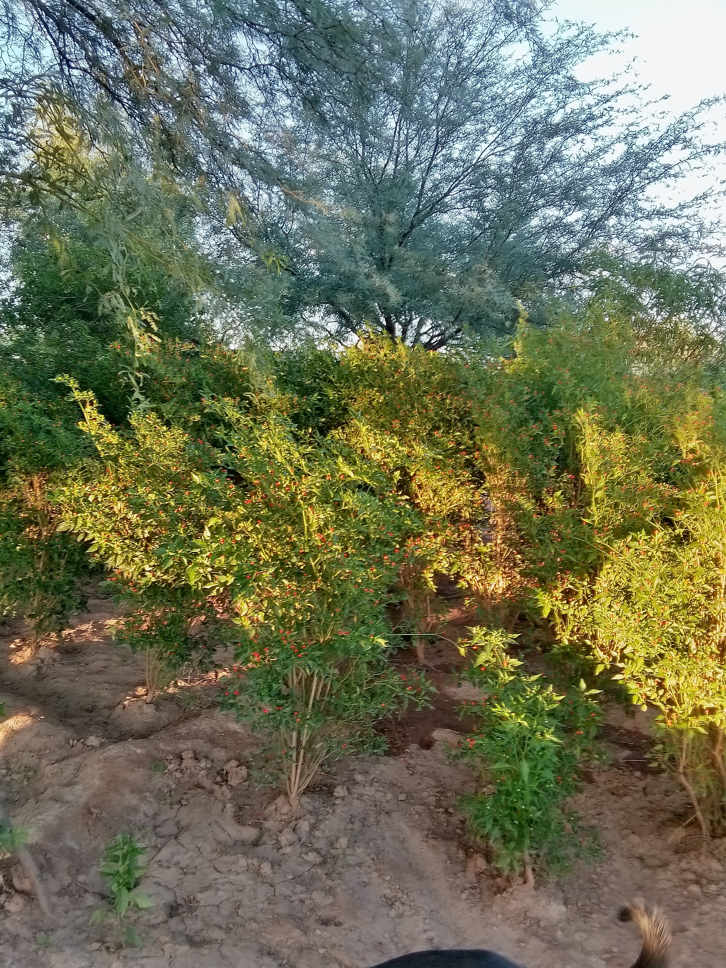 La chiltipinera image 4