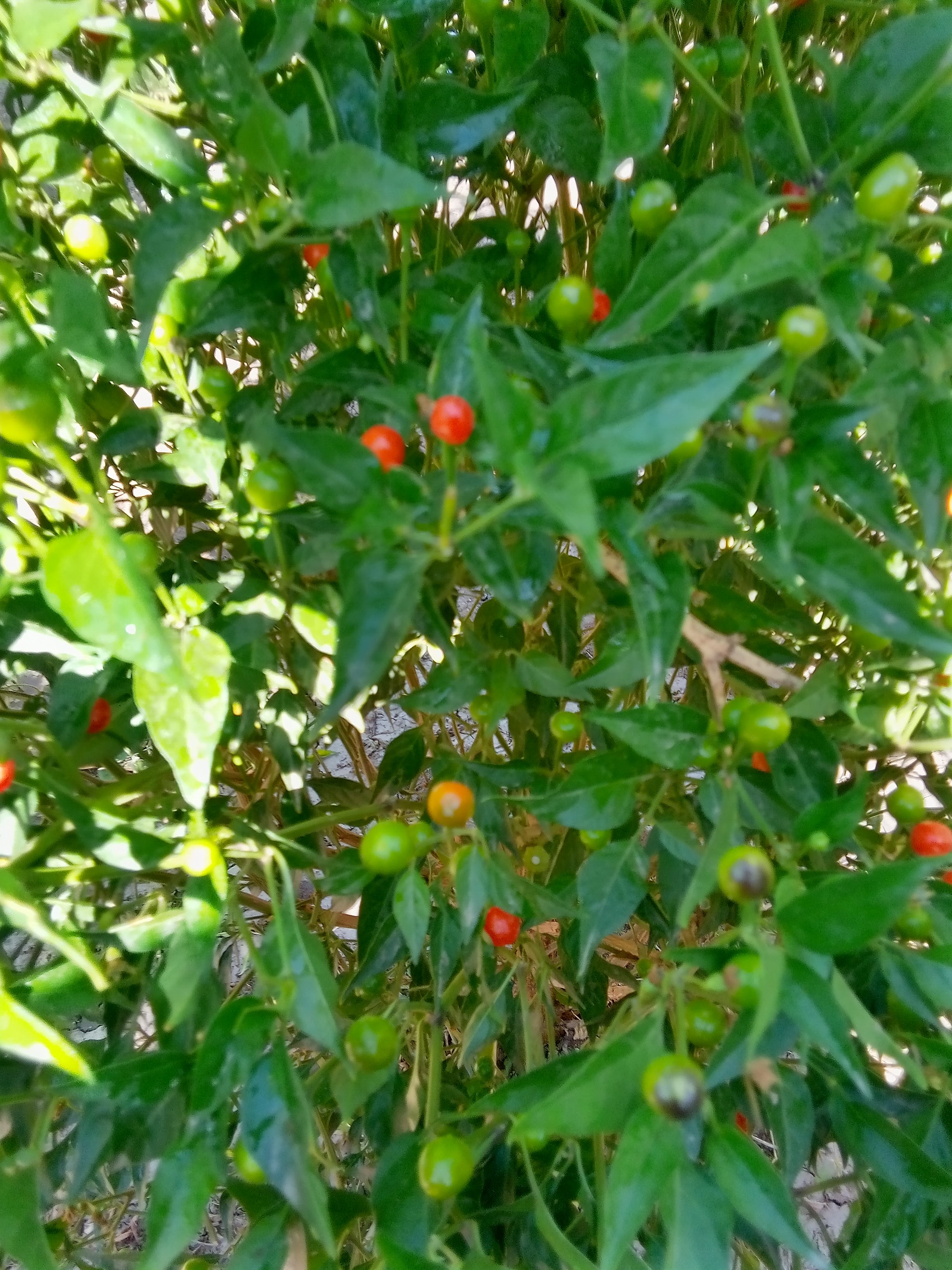 La chiltipinera image 5