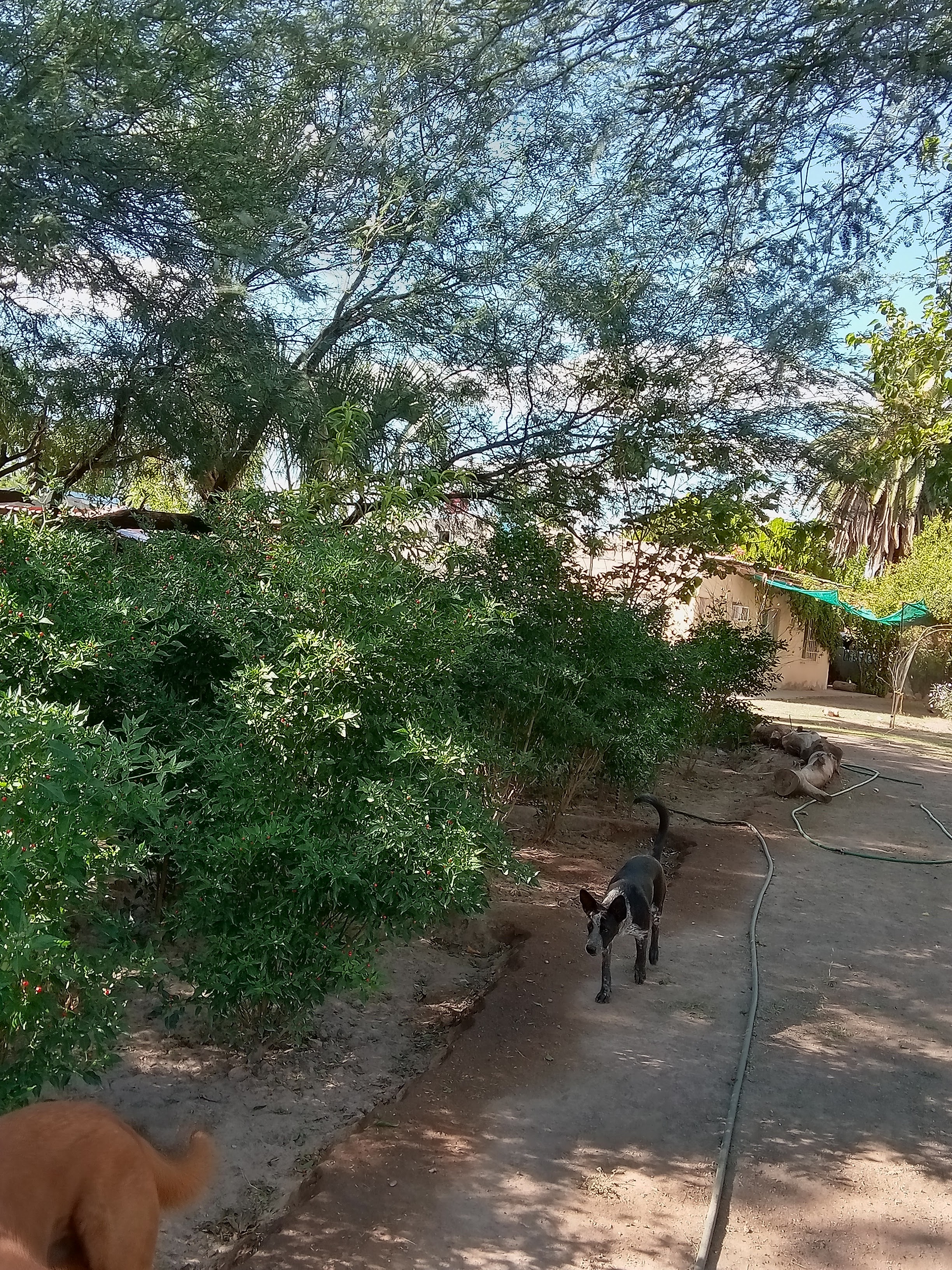 La chiltipinera image 6