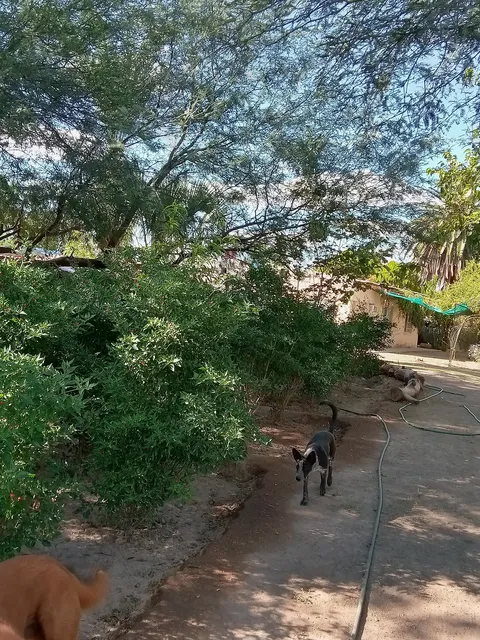La chiltipinera image 6