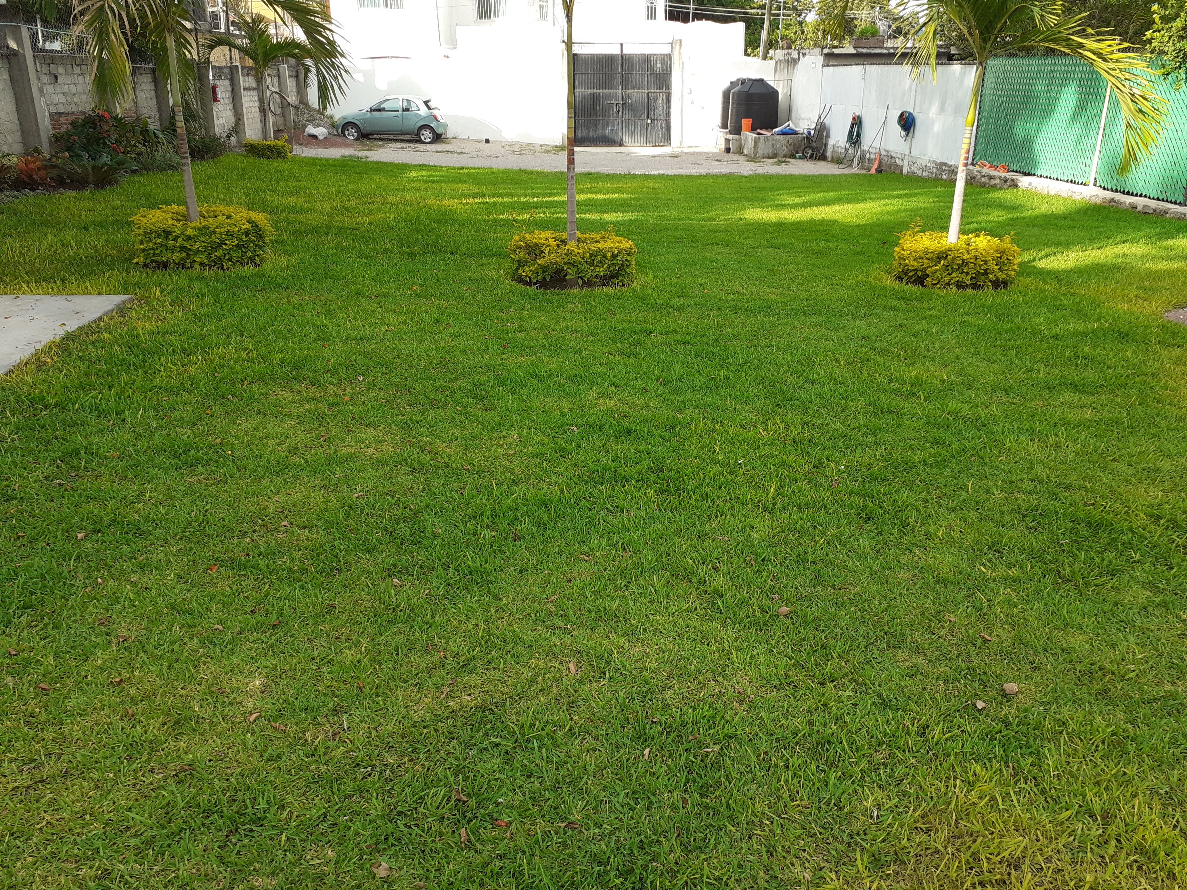 Jardin Magnoliidae image 1