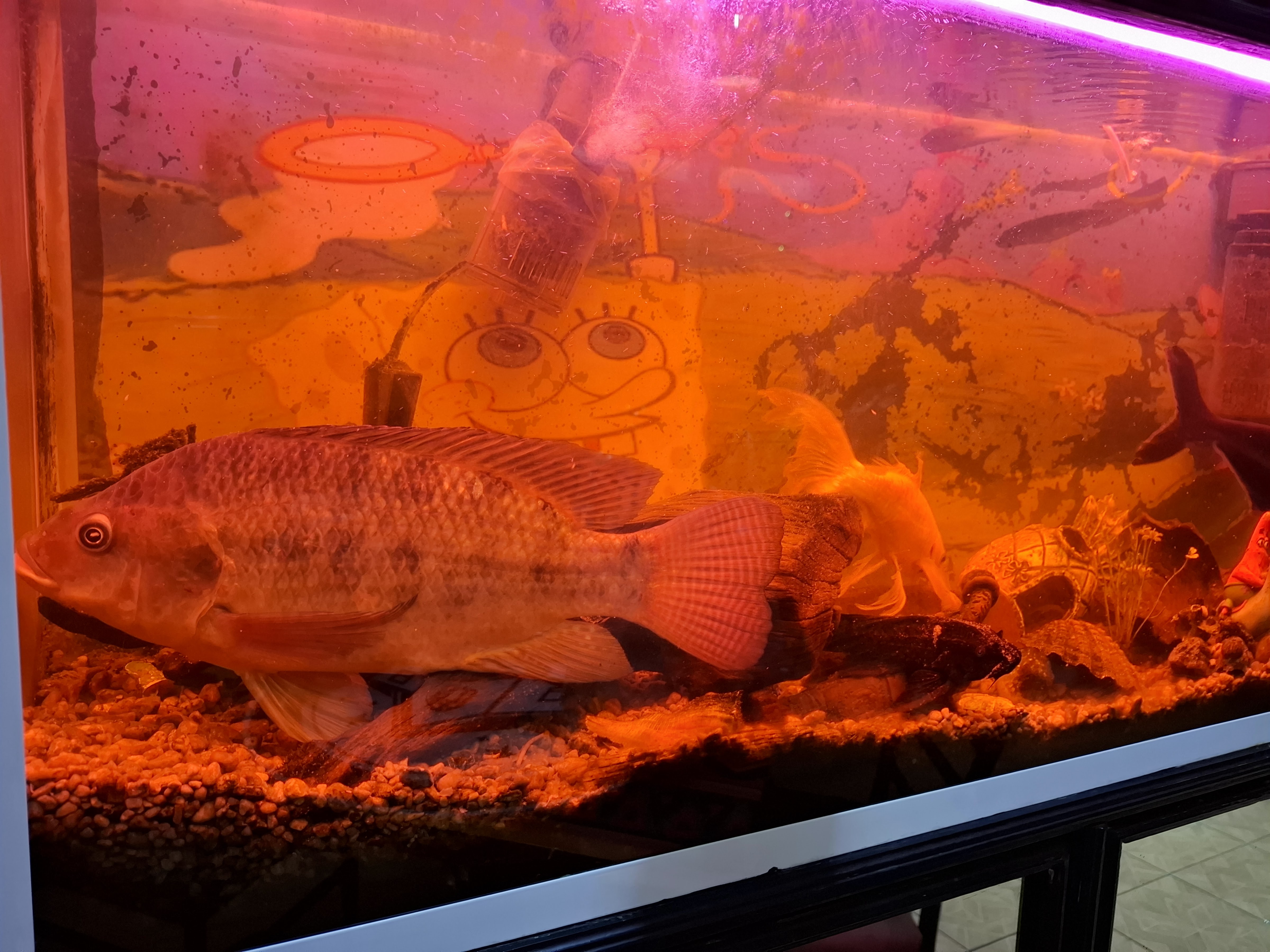 Mamita Linda Restaurant image 5