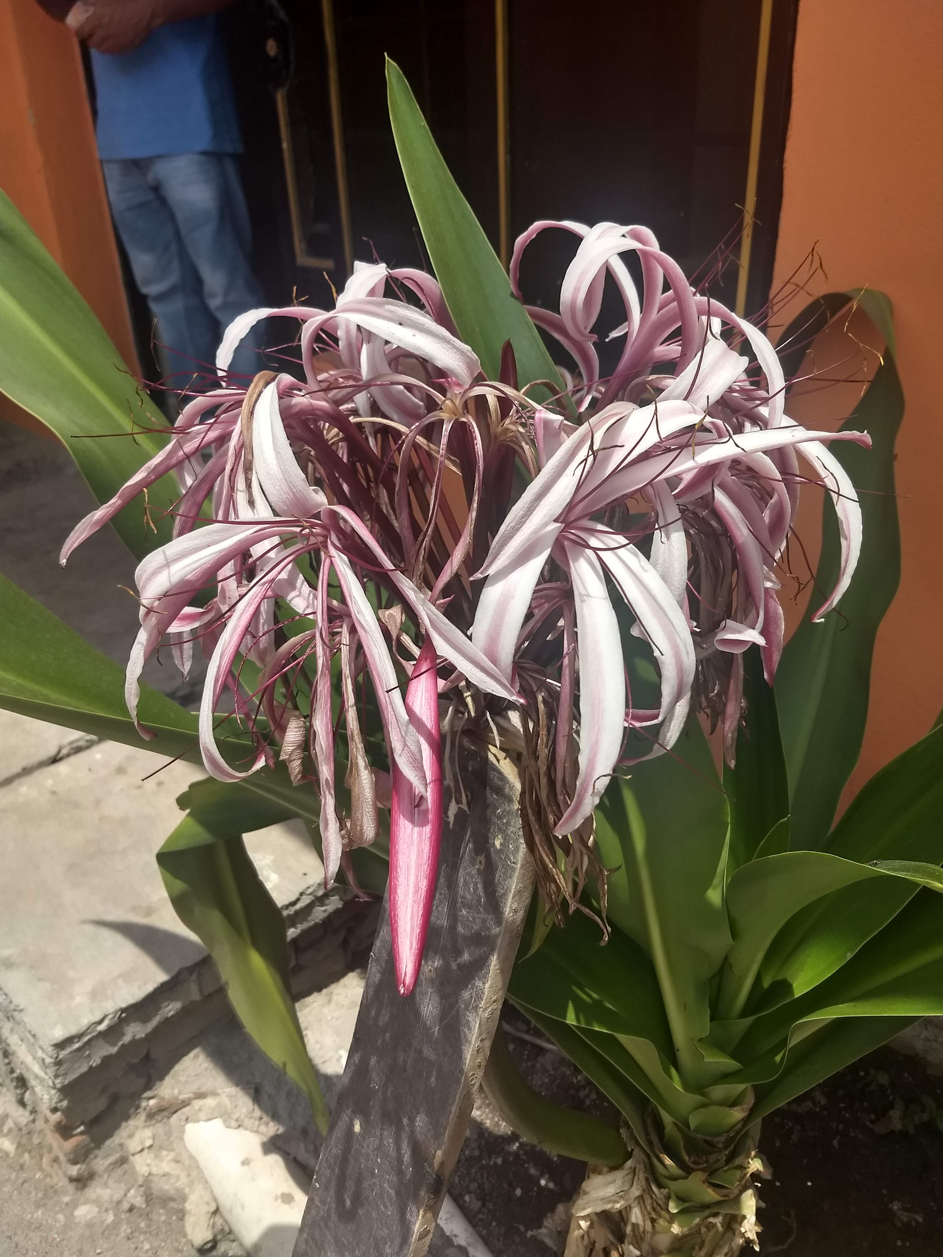 Barbacoa Itzel image 1