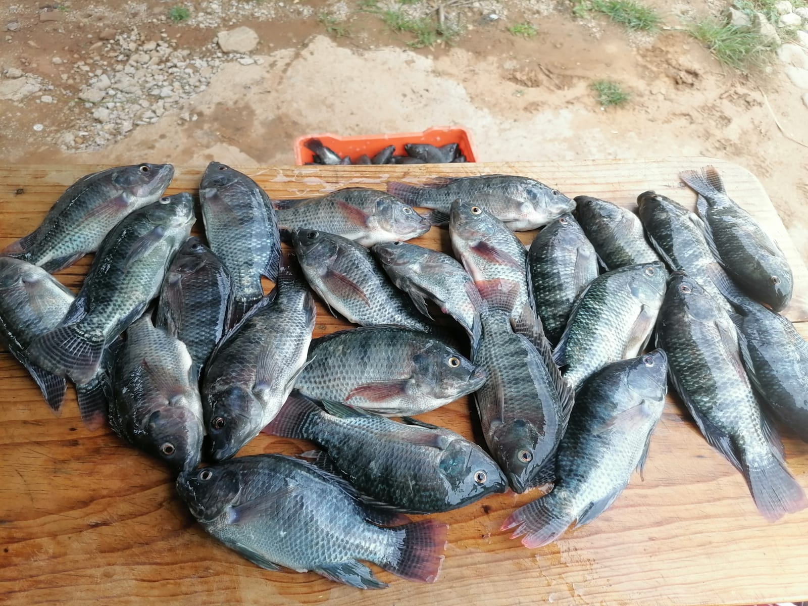 criadero de mojarras Los Colorines image 1