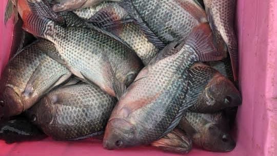 criadero de mojarras Los Colorines image 2