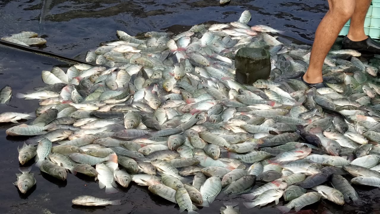 criadero de mojarras Los Colorines image 3