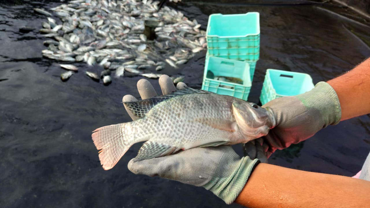 criadero de mojarras Los Colorines image 5