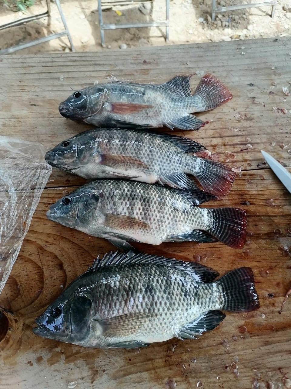 criadero de mojarras Los Colorines image 7