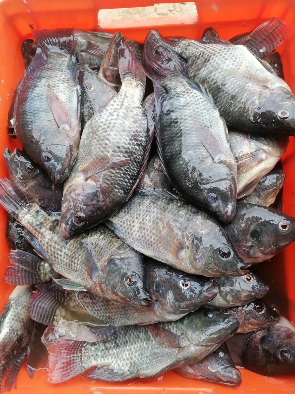 criadero de mojarras Los Colorines image 8