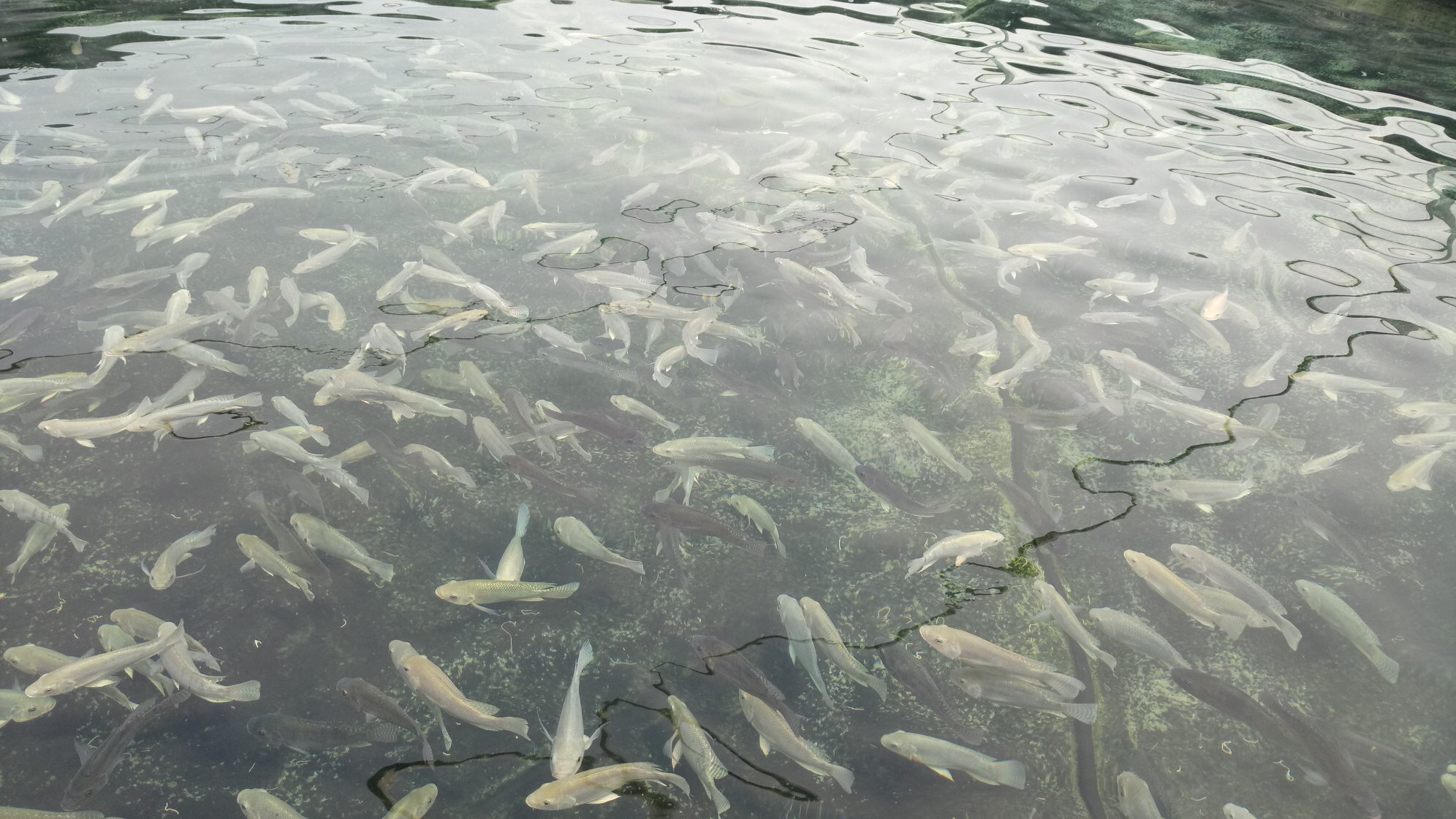 criadero de mojarras Los Colorines image 9