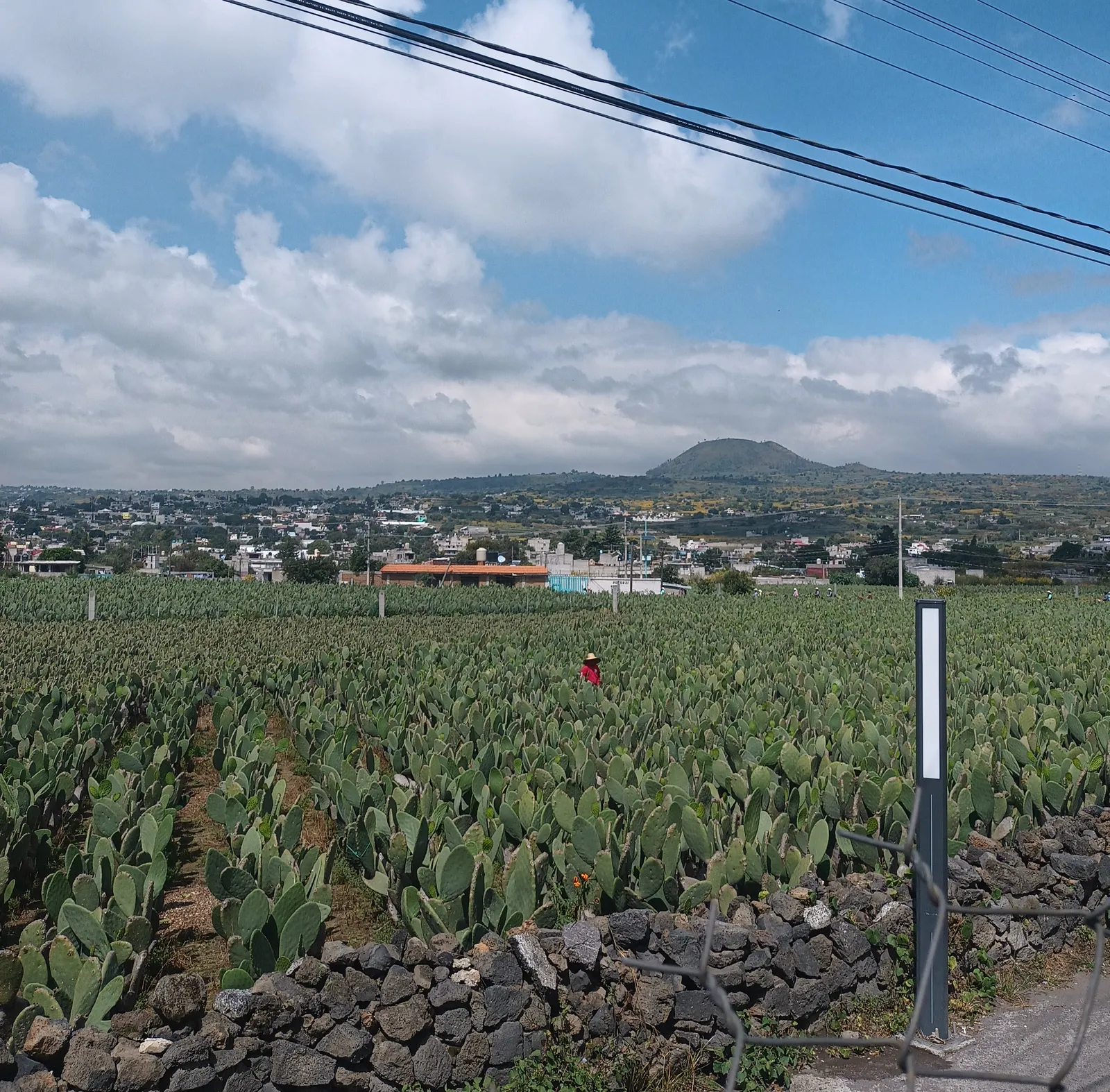 El ahuehuete image 9