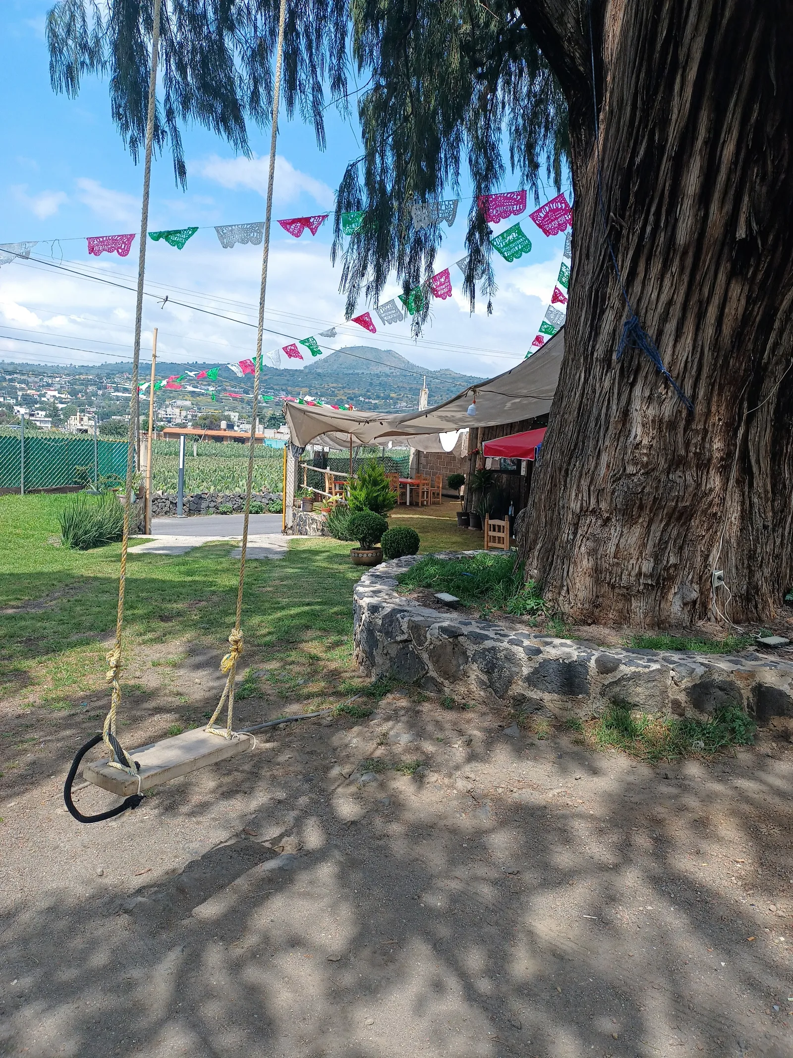 El ahuehuete image 10