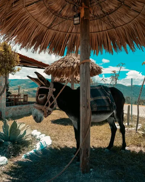 La palapa de Don Juan image 1