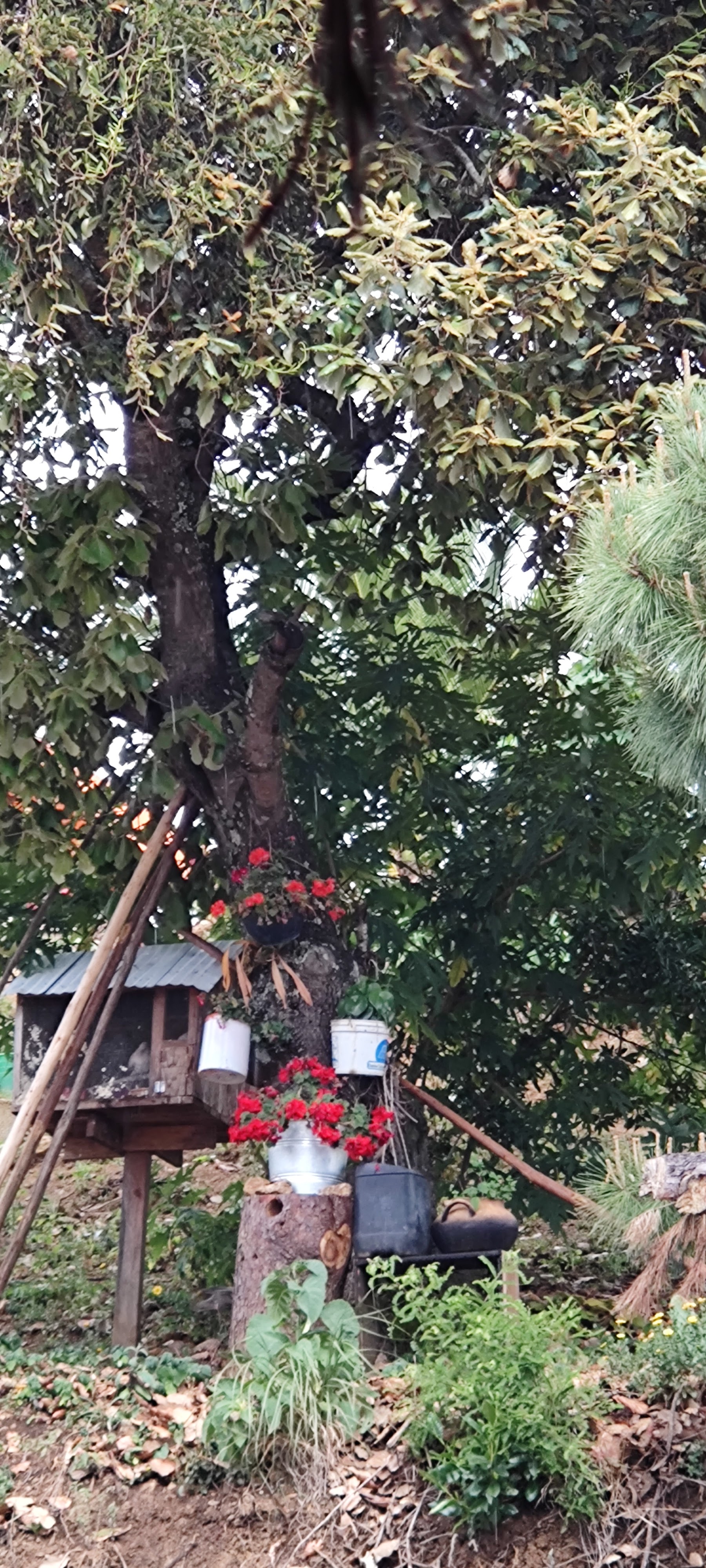 Comedor La Posada image 9