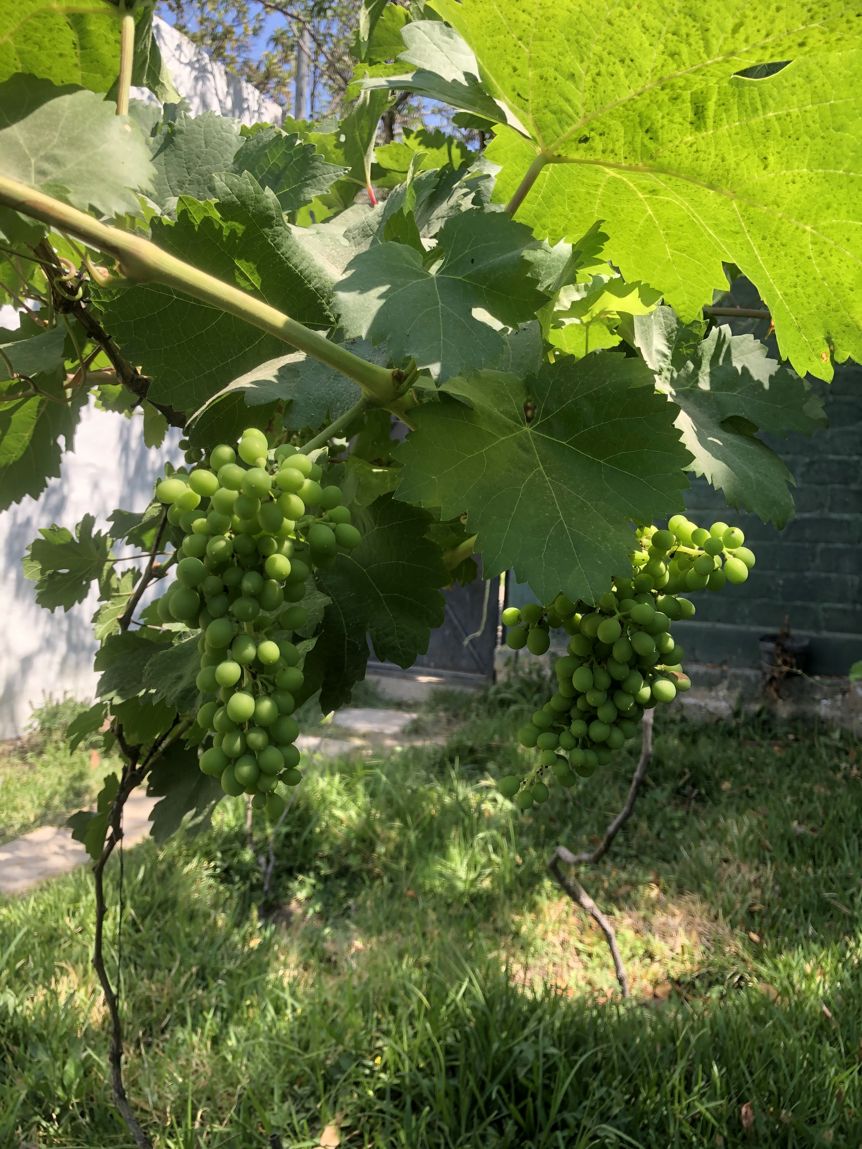 El Bar Co. Ajijic image 3