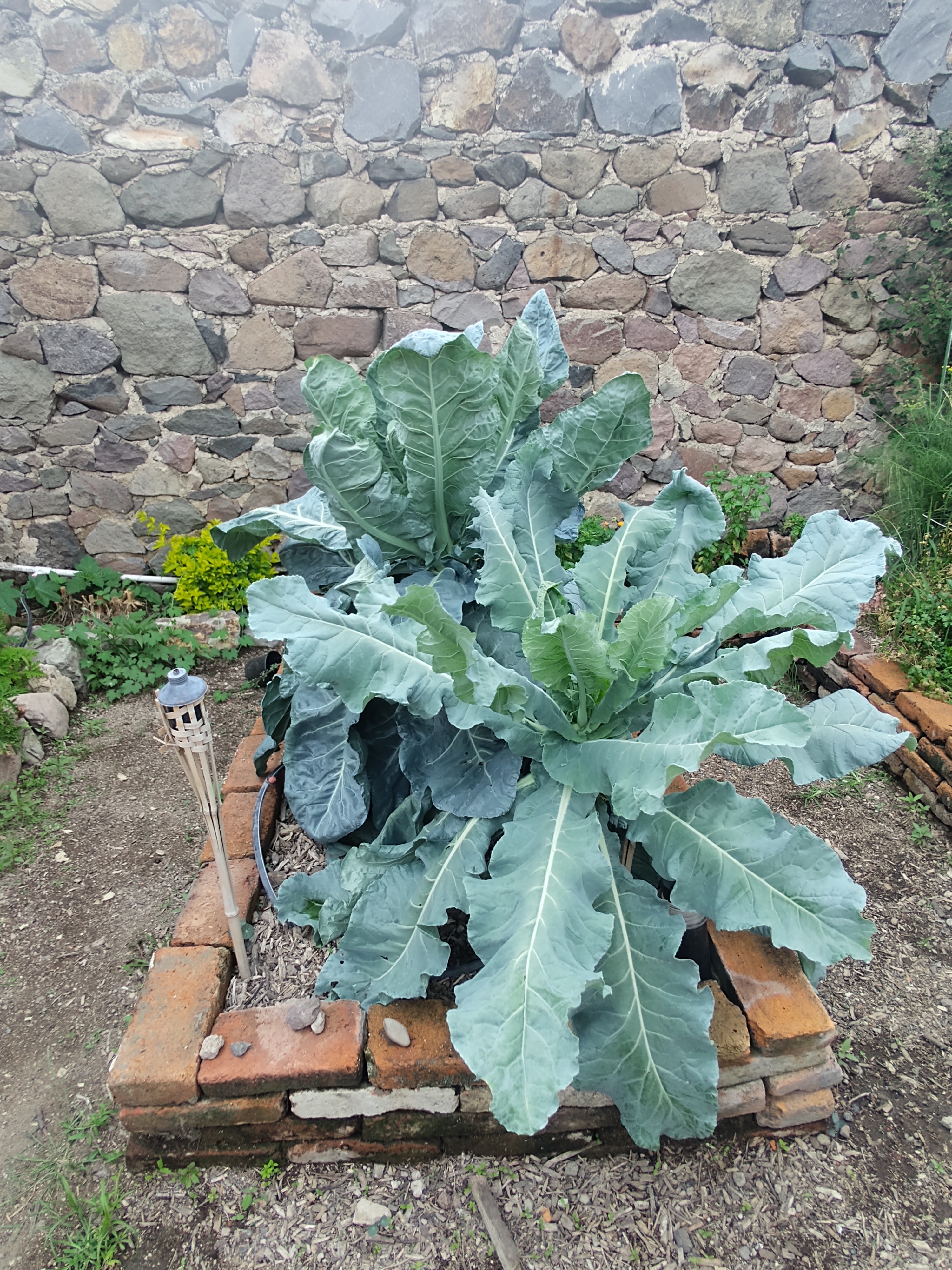Tatehuari * Cocina Mexicana (formerly Cenaduría Axixic) image 6