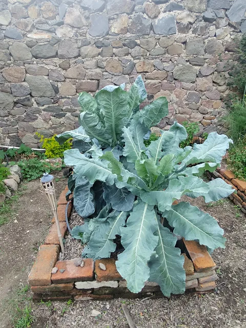 Tatehuari * Cocina Mexicana (formerly Cenaduría Axixic) image 6