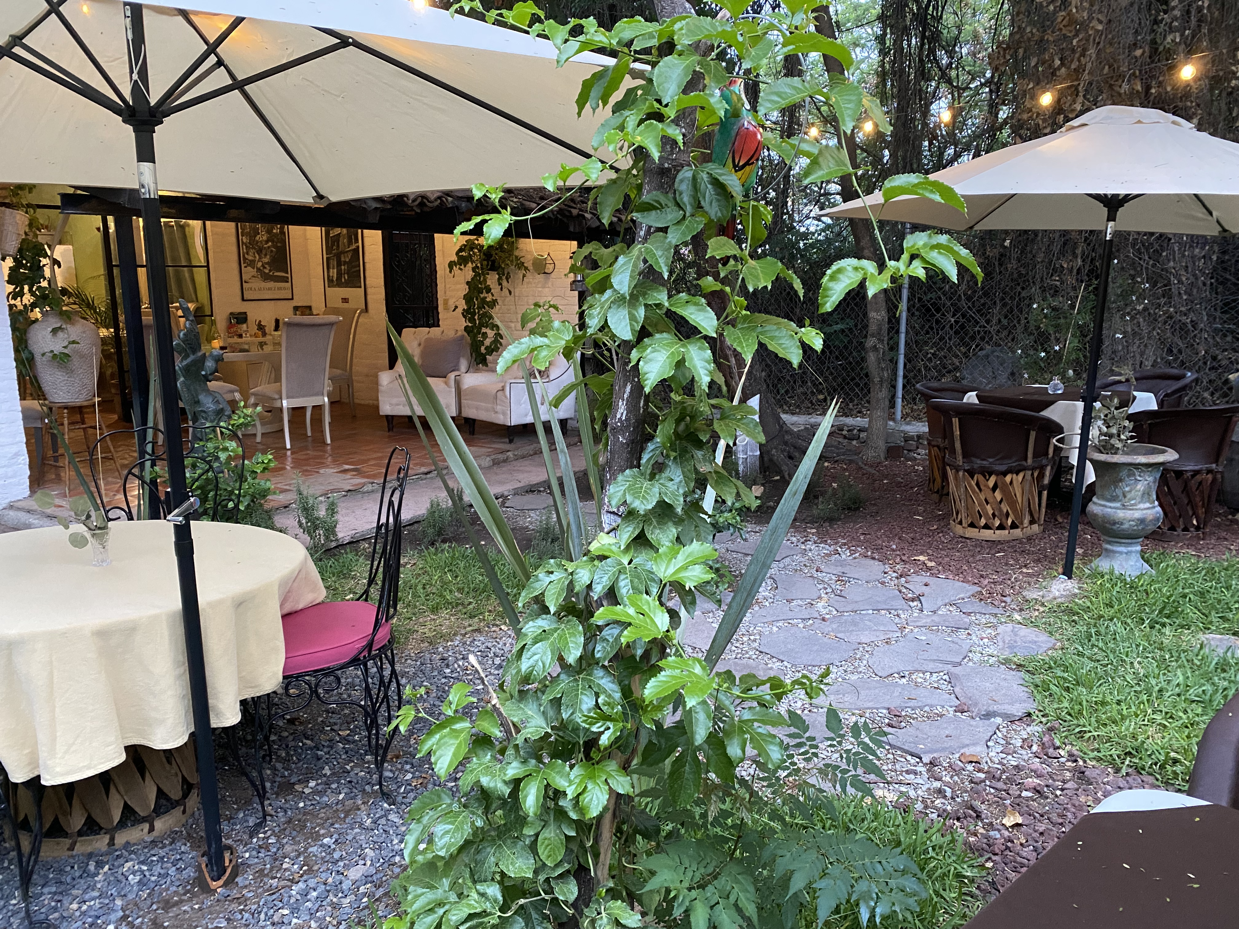 Rosemary Ajijic image 1