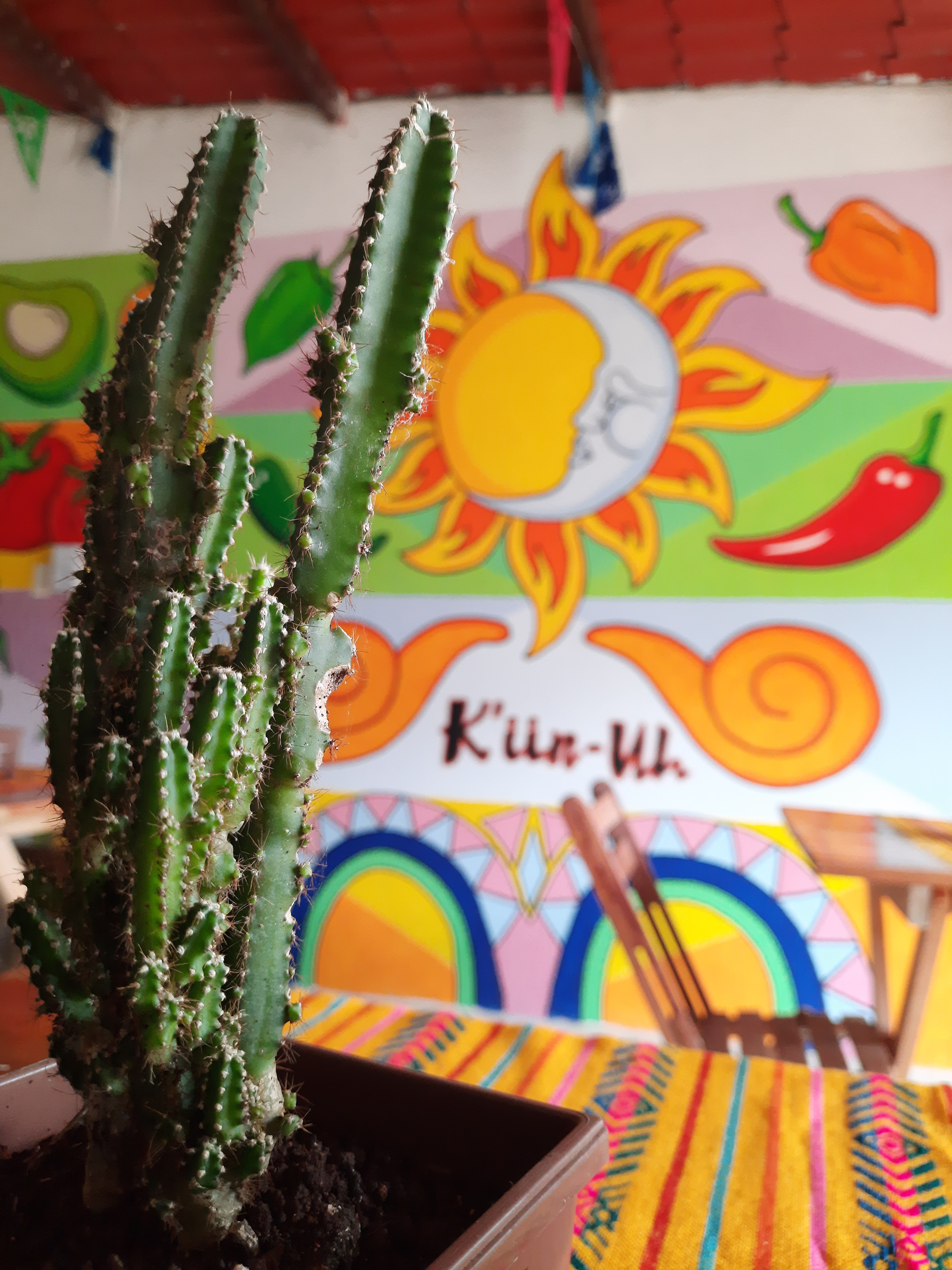 Loncheria K'iin - Uh image 7