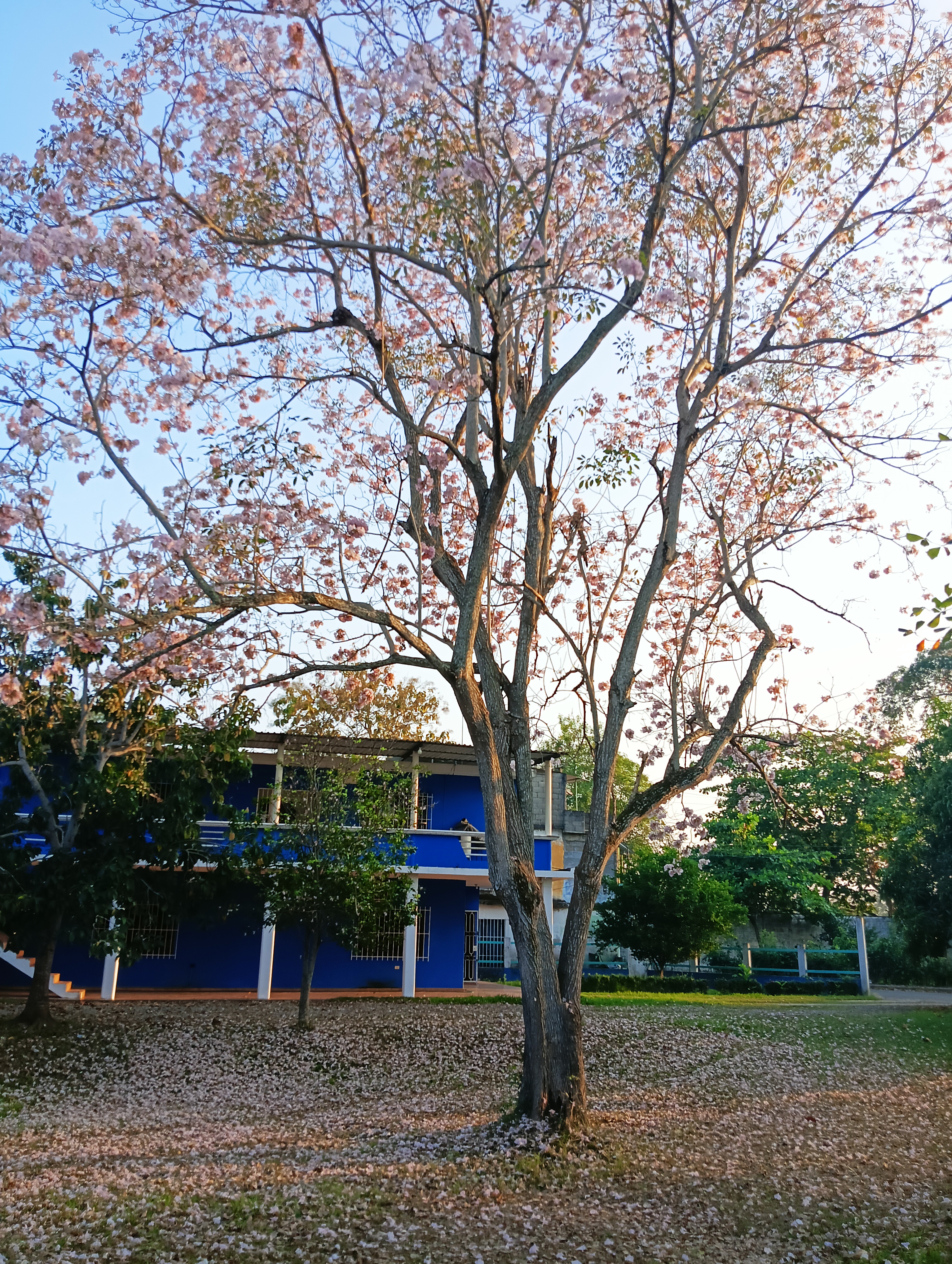Palapa Familiar El Dandy image 5